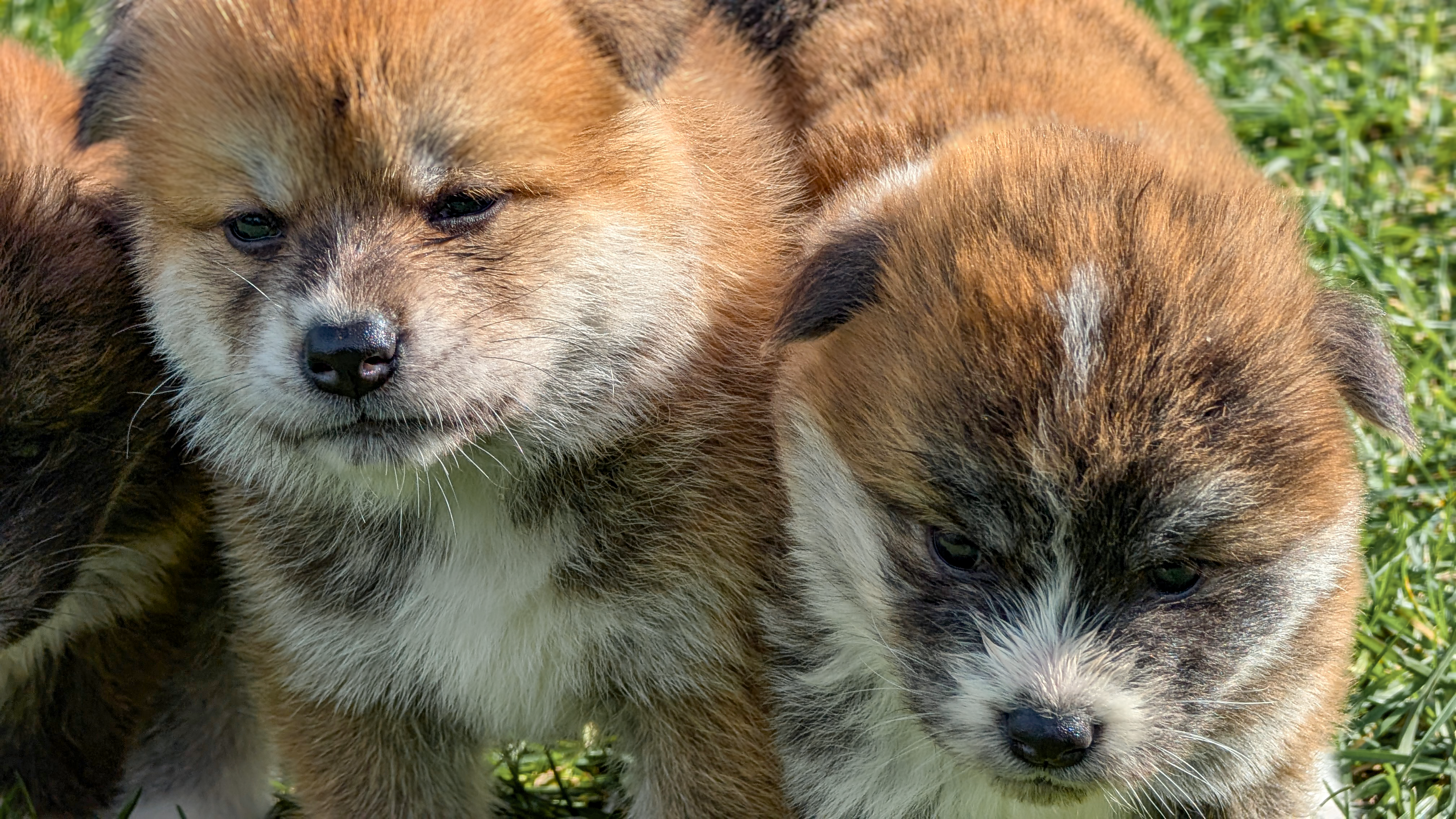 Couple de chiots akita inu roux et bringé, akita-imperial.com