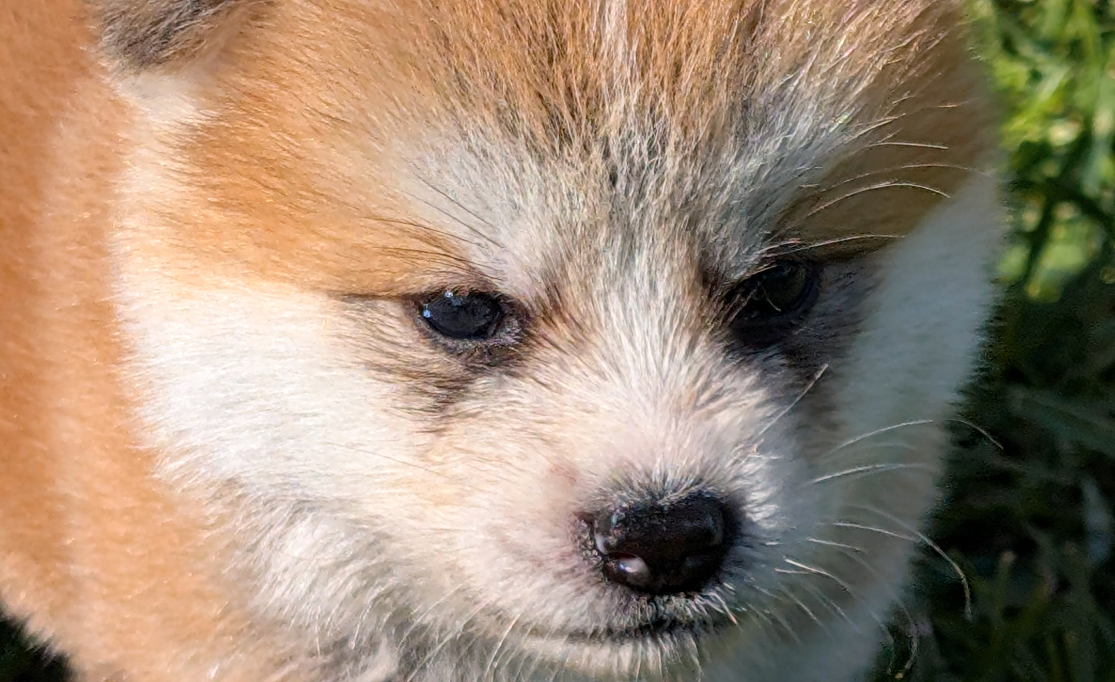 Chiot akita inu roux songeur, beau regard contemplatif