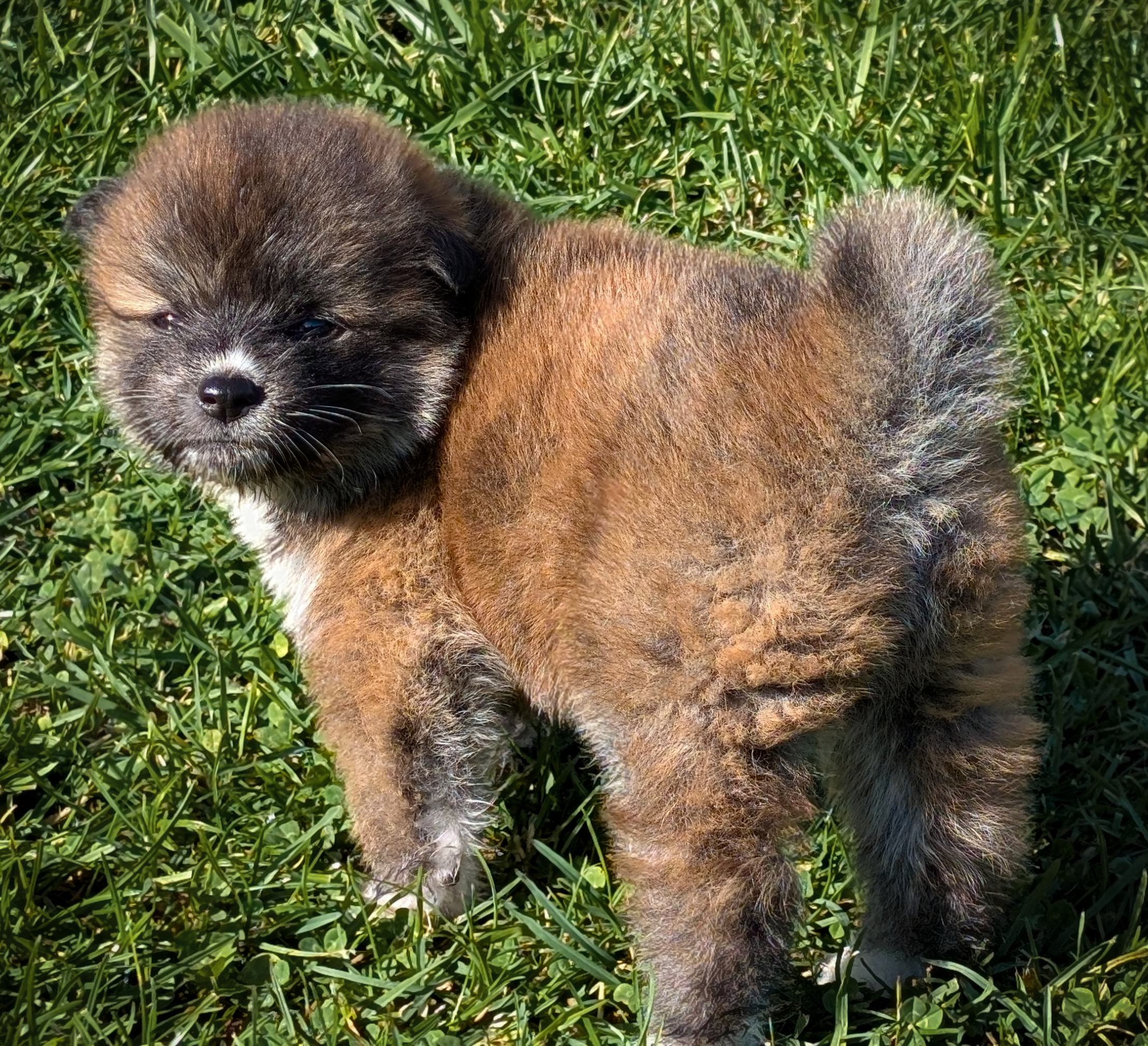 Chiot akita inu bringé-roux qui boude