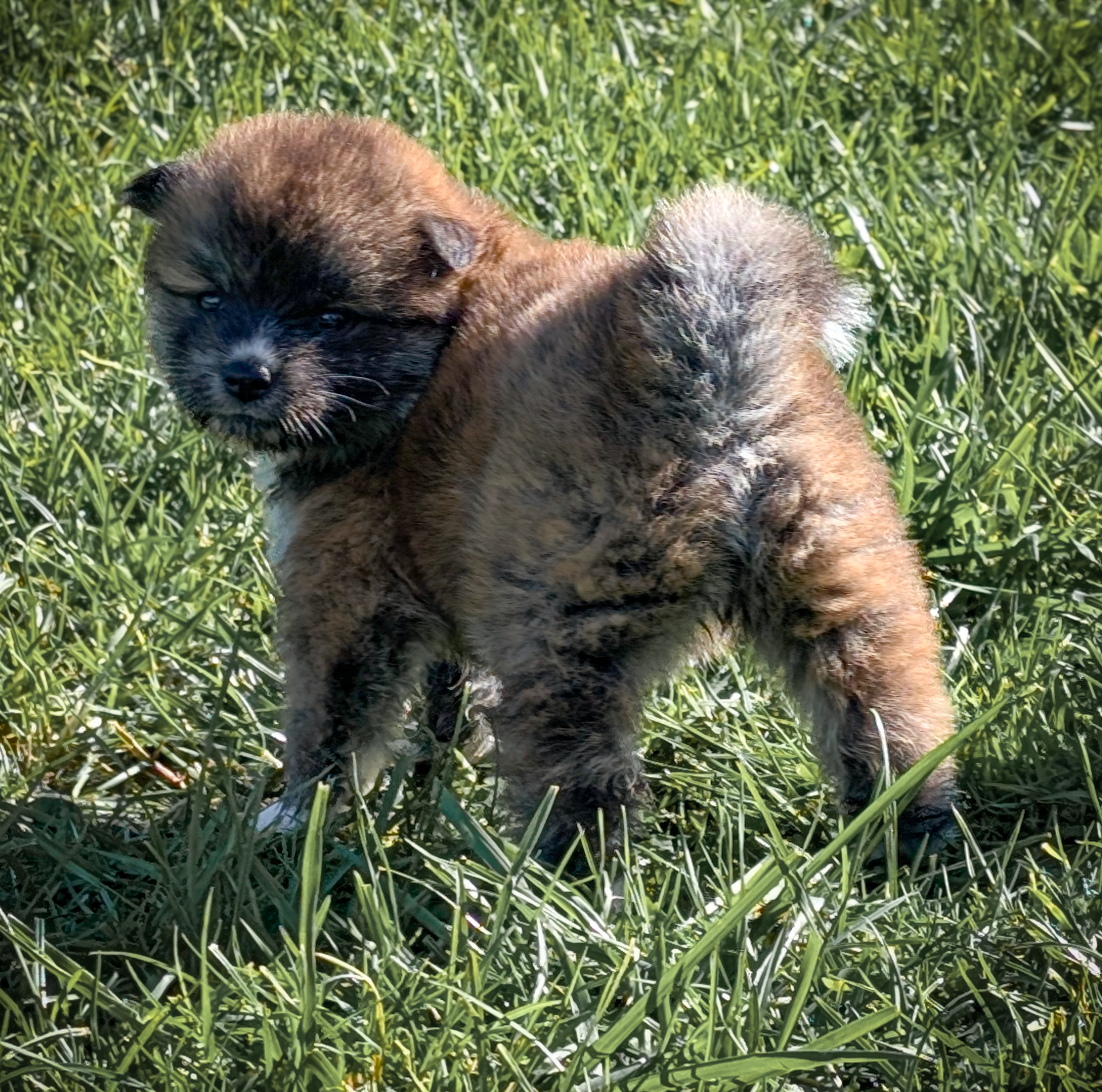 Chiot akita inu bingé roux akita-imperial.com