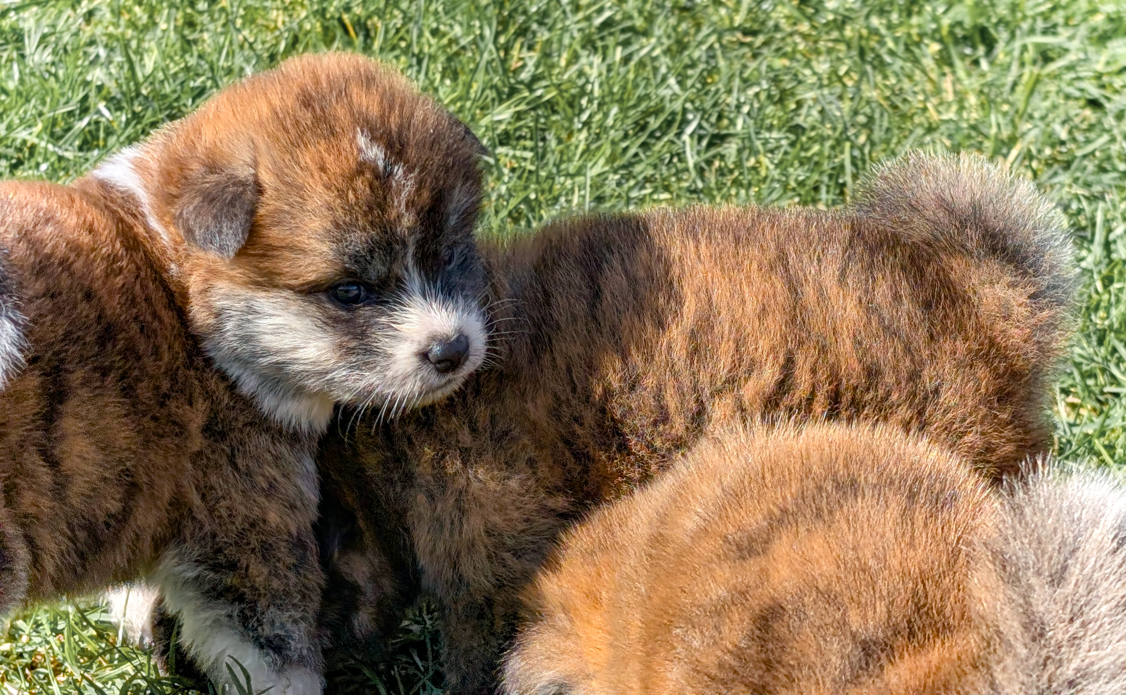 chiot akita inu roux qui joue avec son frère