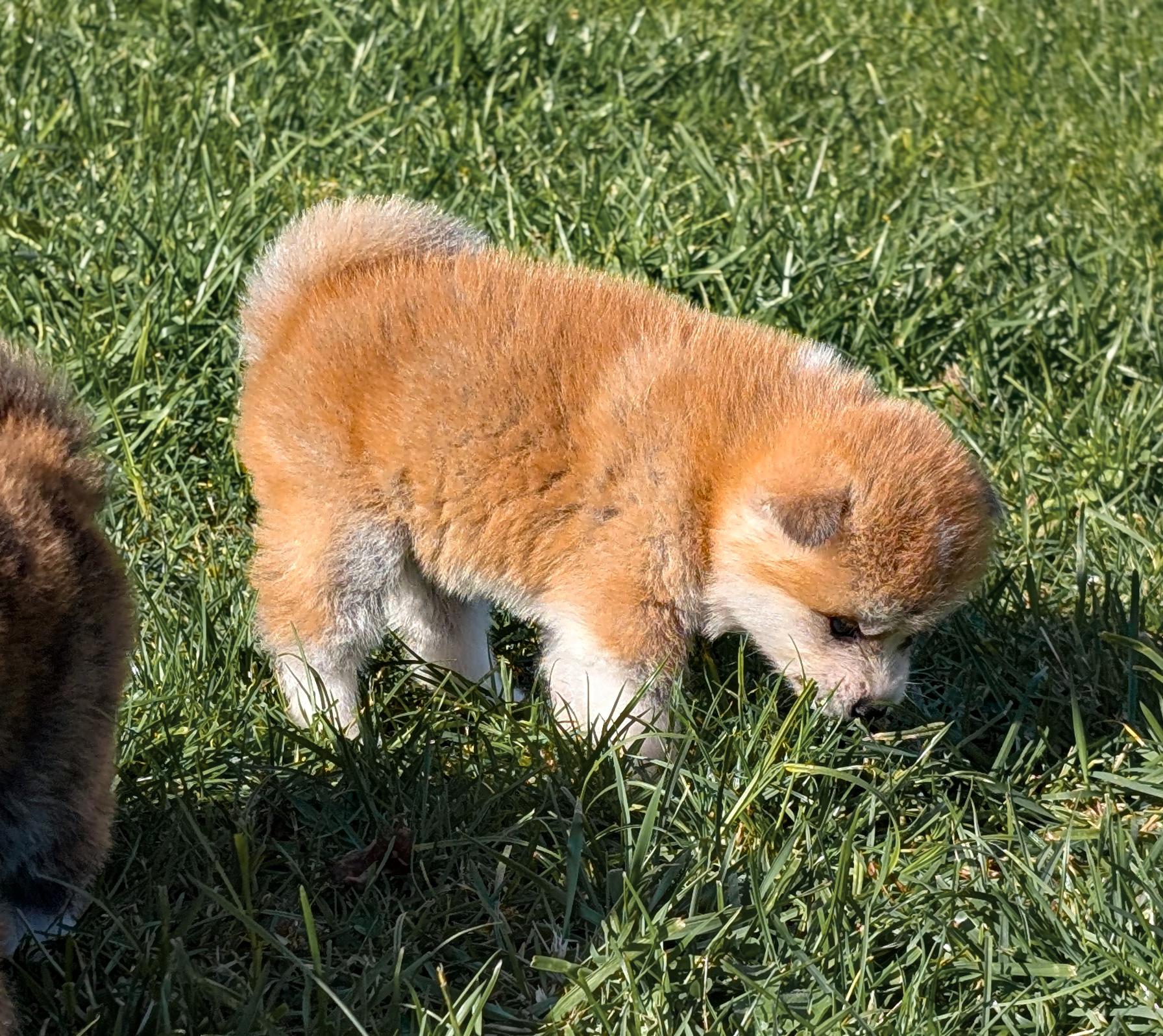 Chiot akita inun roux avec la truffe dans l'herbe