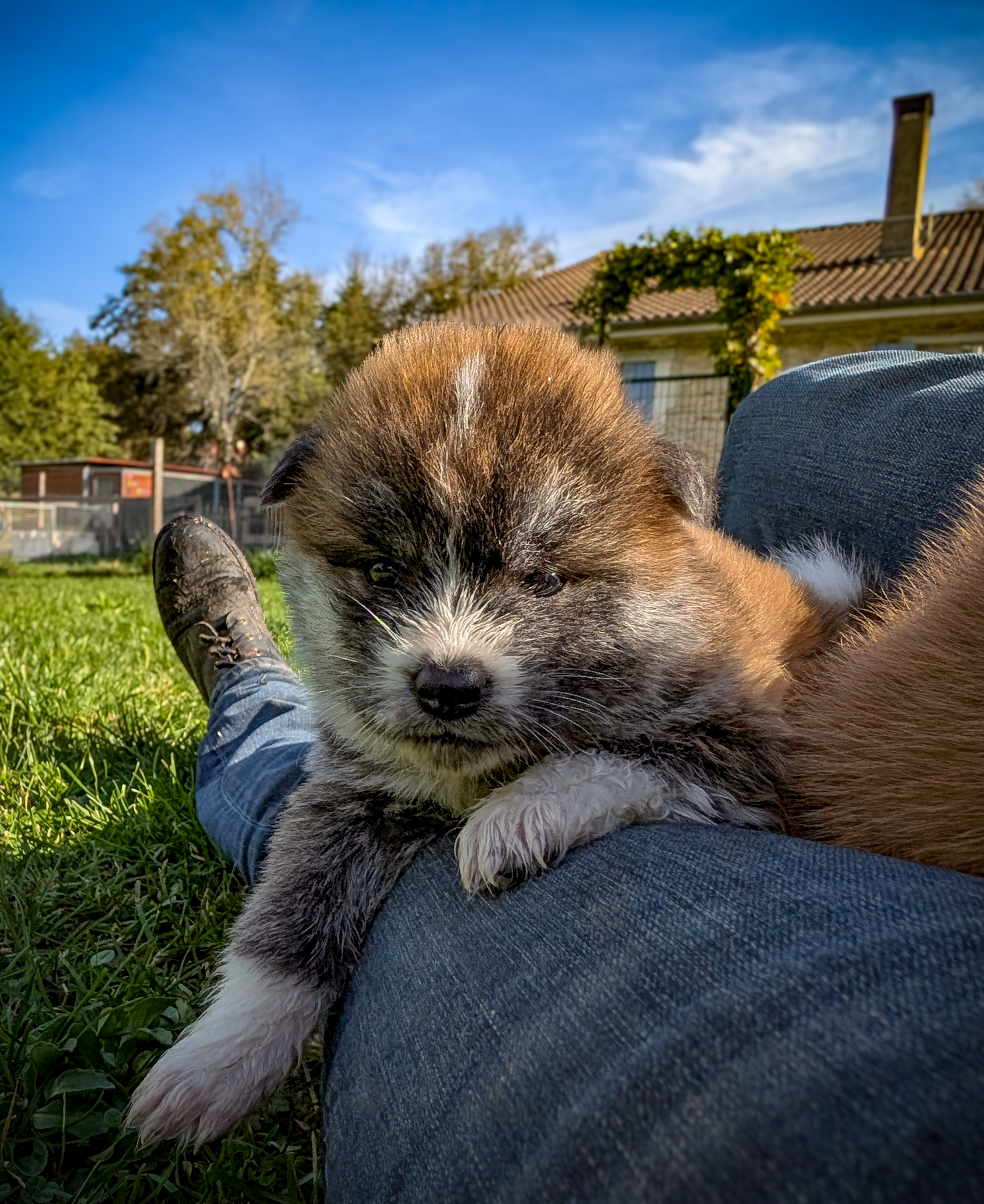 Chiot akita inu bringé qui pose pour l'objectif