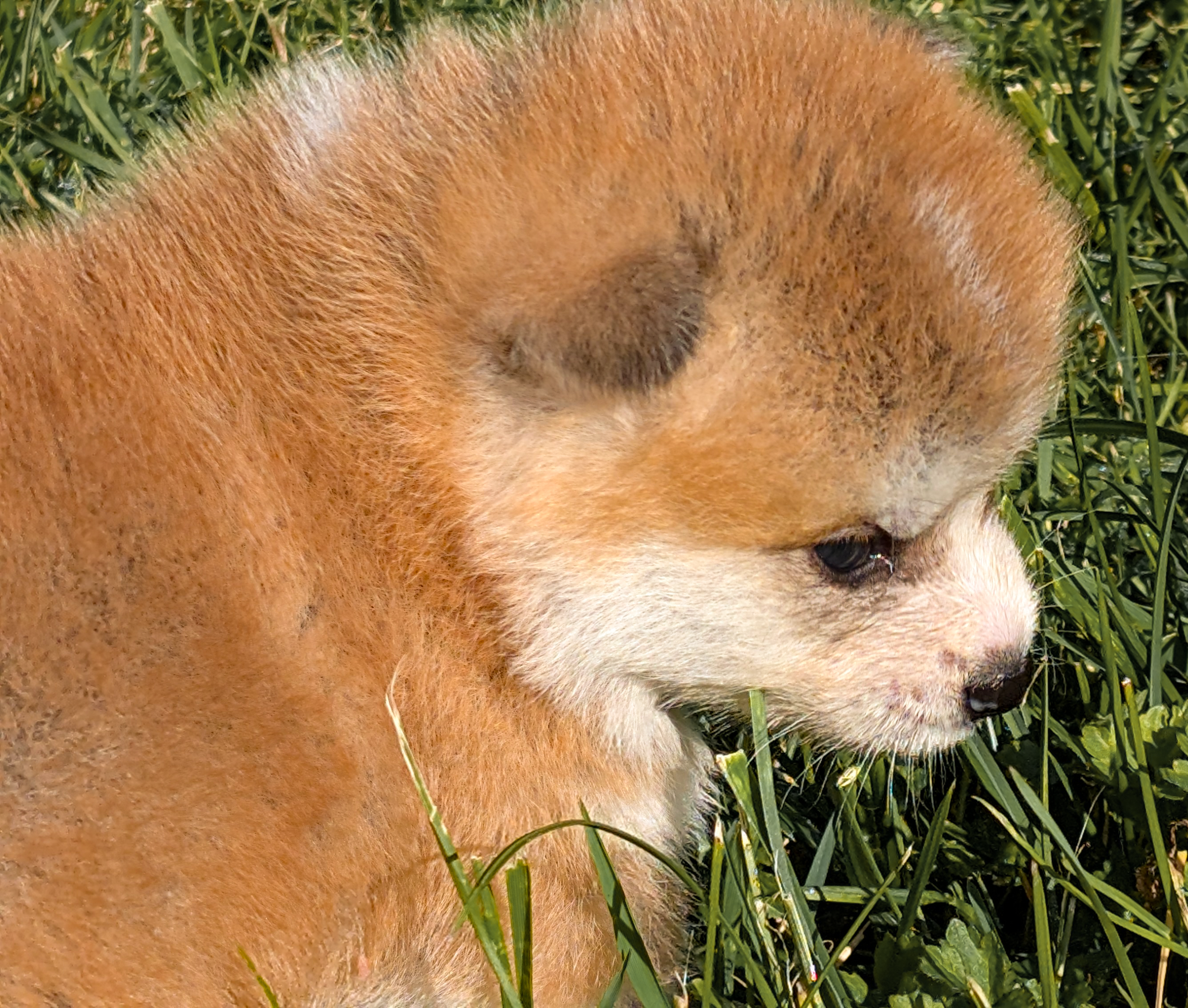 Chiot akita inu roux songeur en pleine nature