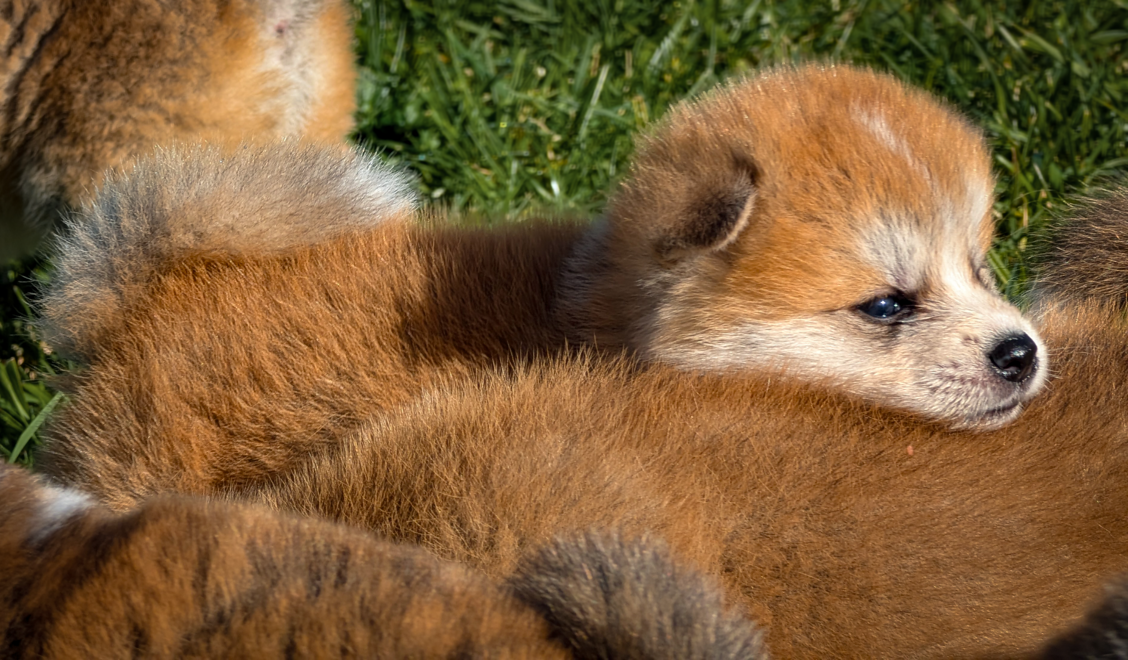 Chiot akita inu roux qui s'appuie sur le dos de sa soeur akita-imperial.com