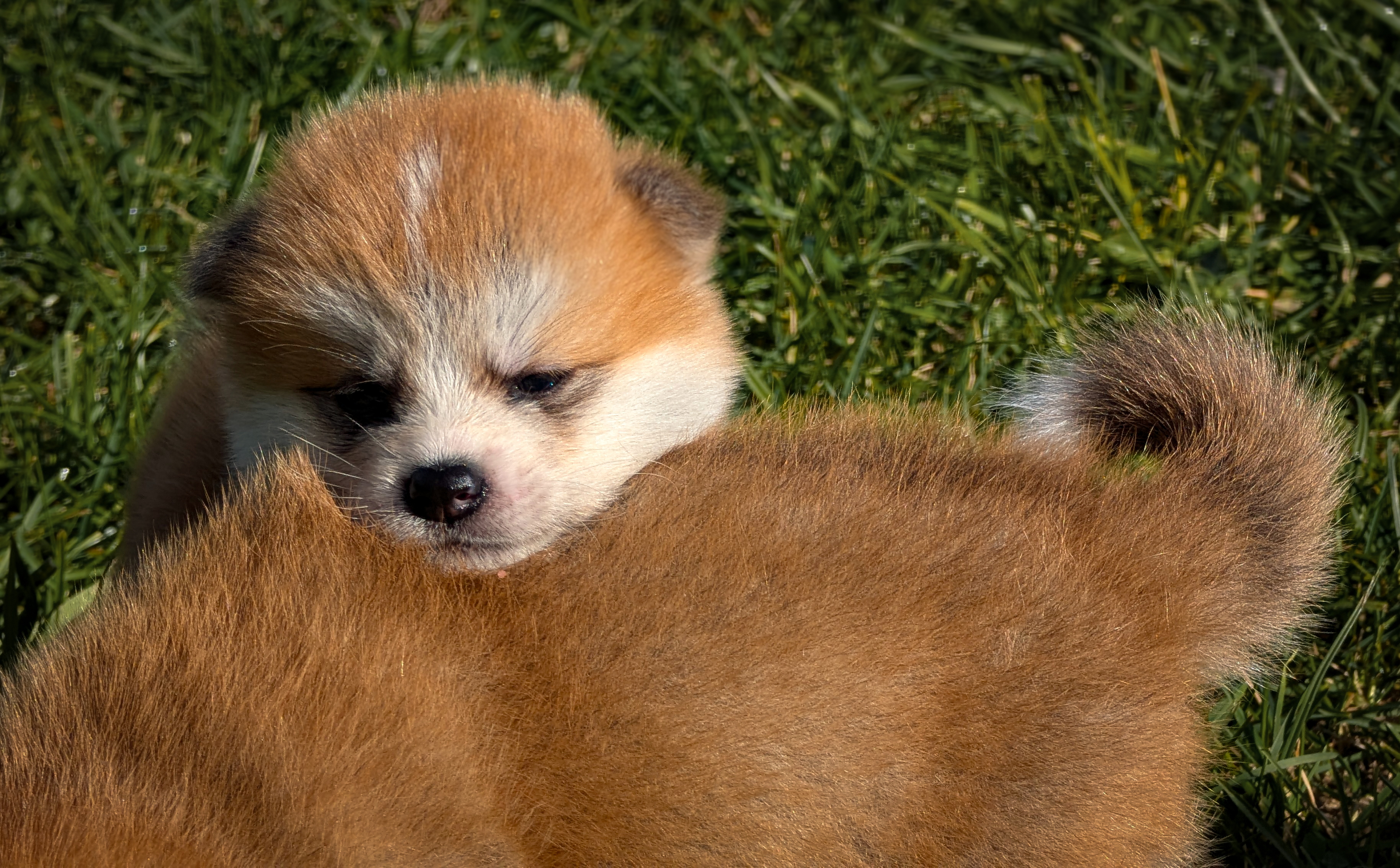 Chiot akita inu roux qui appuie sa tête sur le dos de sa soeur qui s'en va