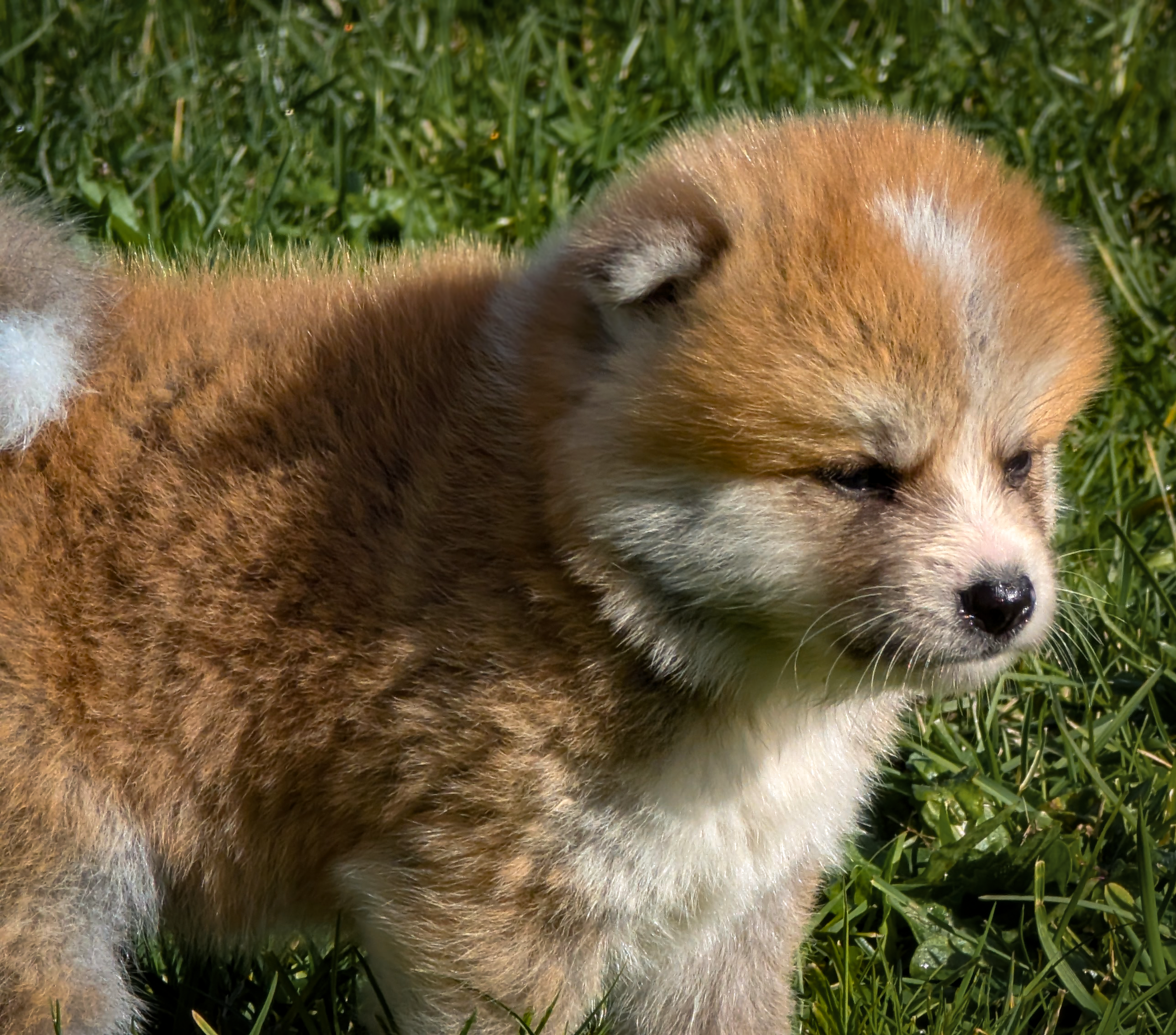 chiot akita inu roux de 4 semaines qui a l'air déçu