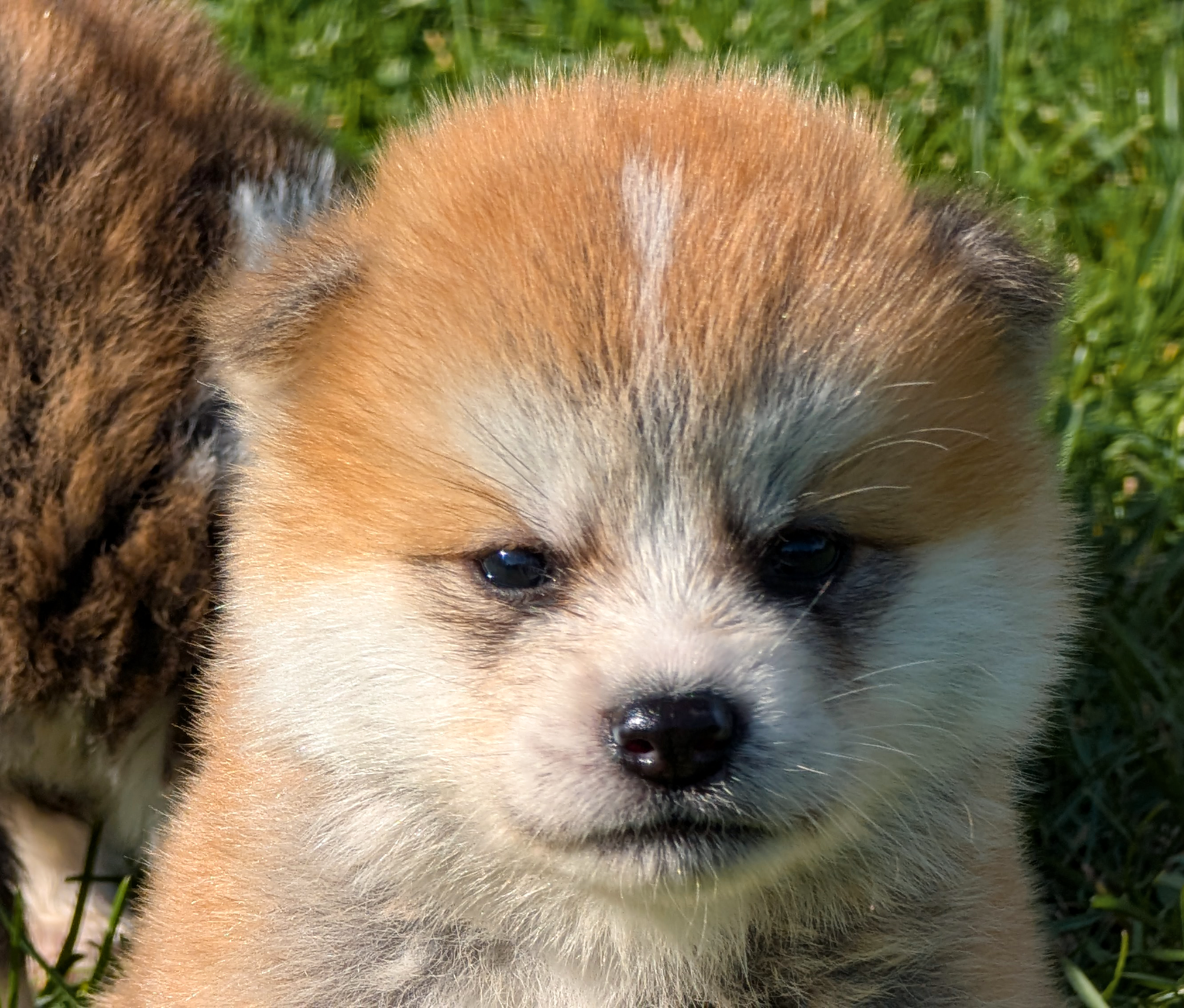 Photo de face d'un akita inu roux de 4 semaines