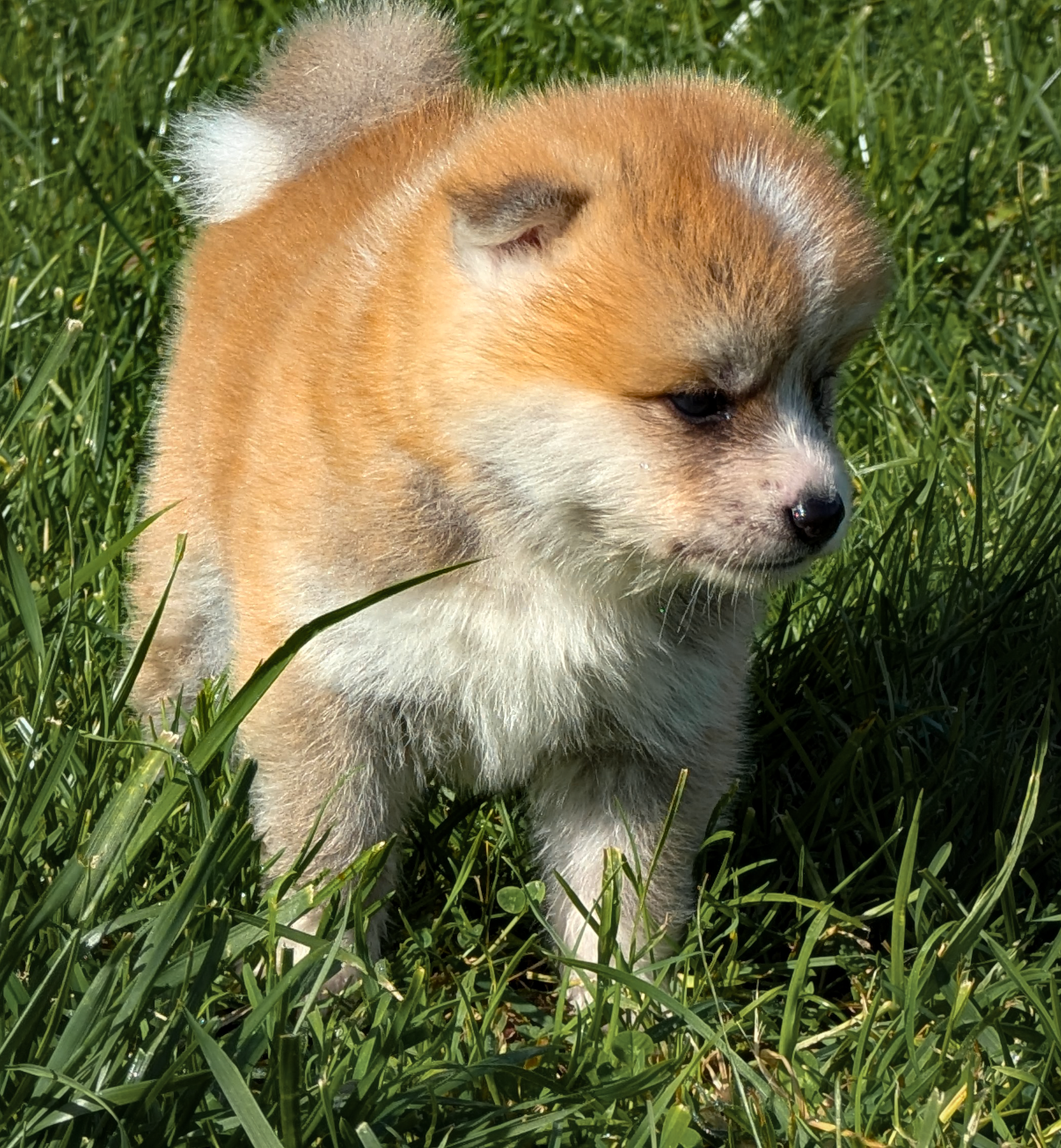 Chiot akita inu roux de 4 semaines contemplatif