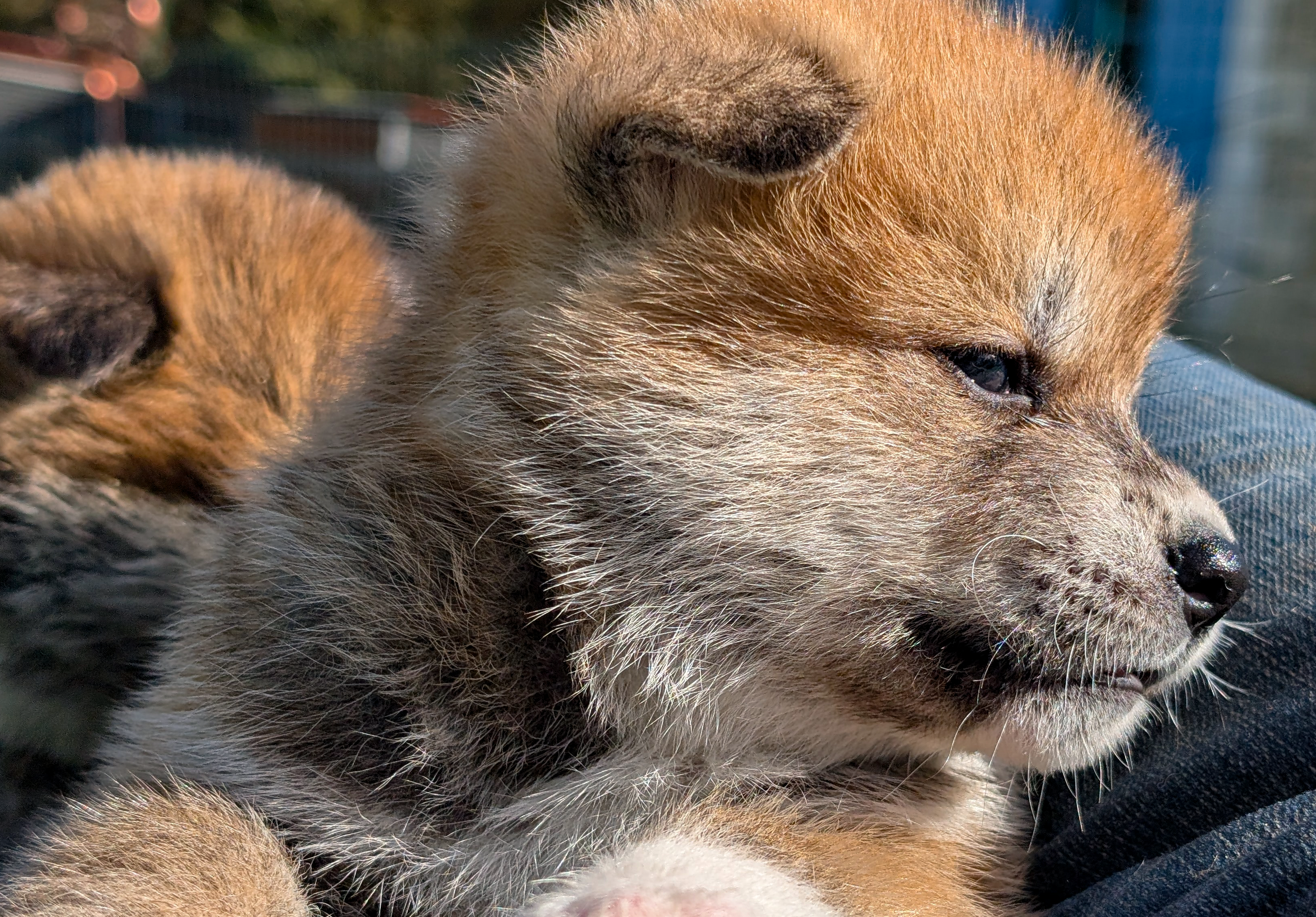 Photo de profil d'un akita inu roux agé de 4 semaines en extérieur
