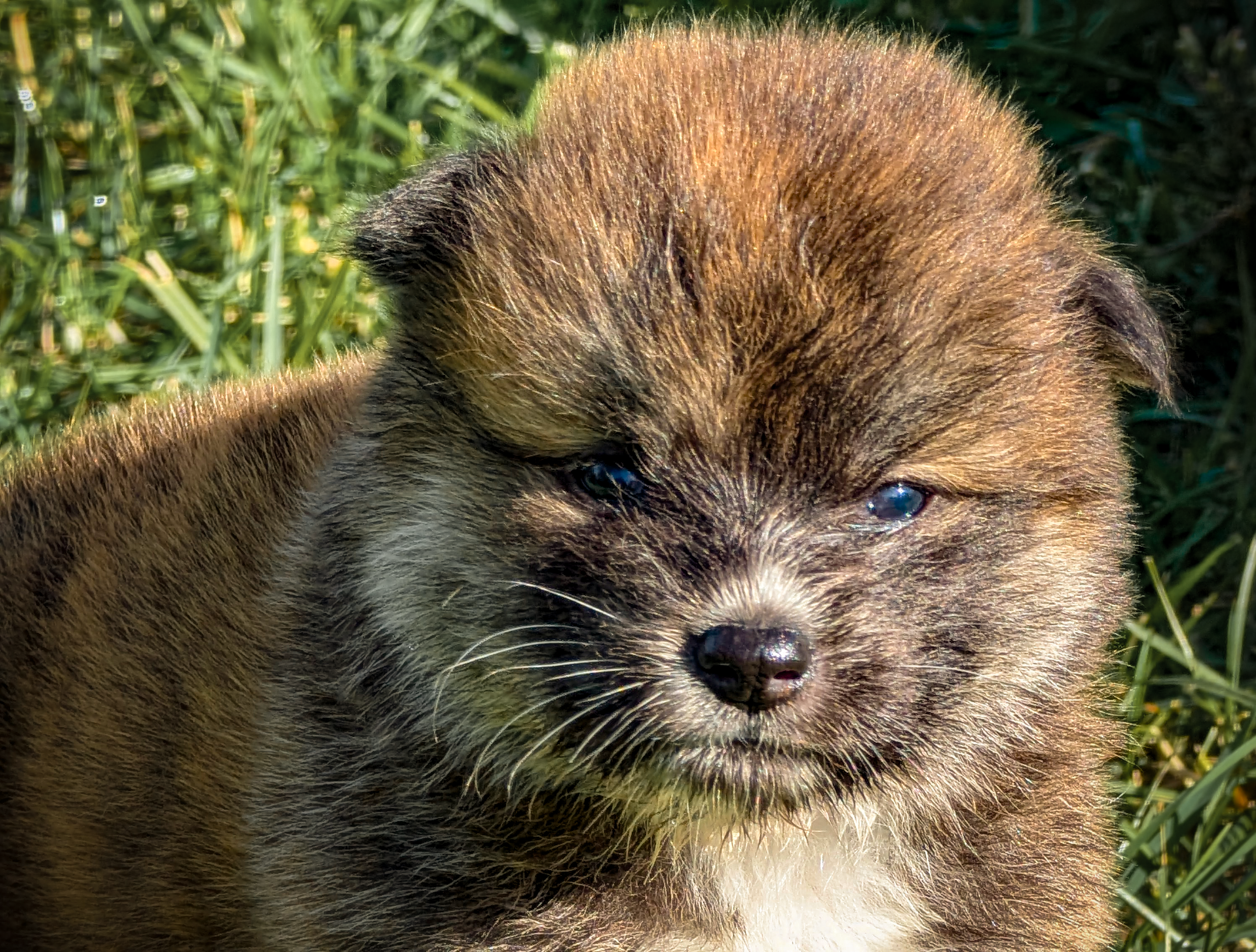 Chiot akita inu bringé roux de 4 semaines www.akita-imperial.com