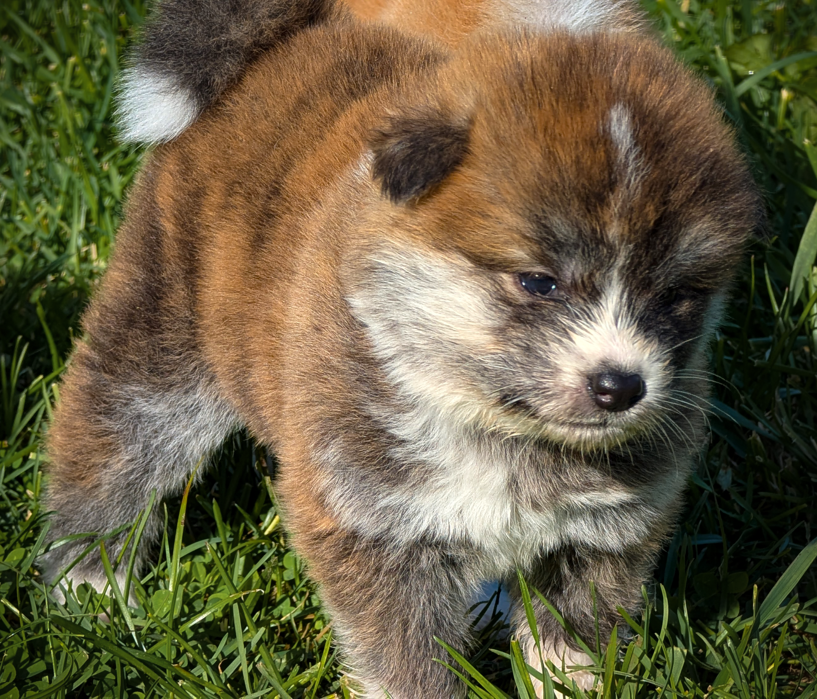 photo de 3/4 d'un akita inu bringé de 4 semaines