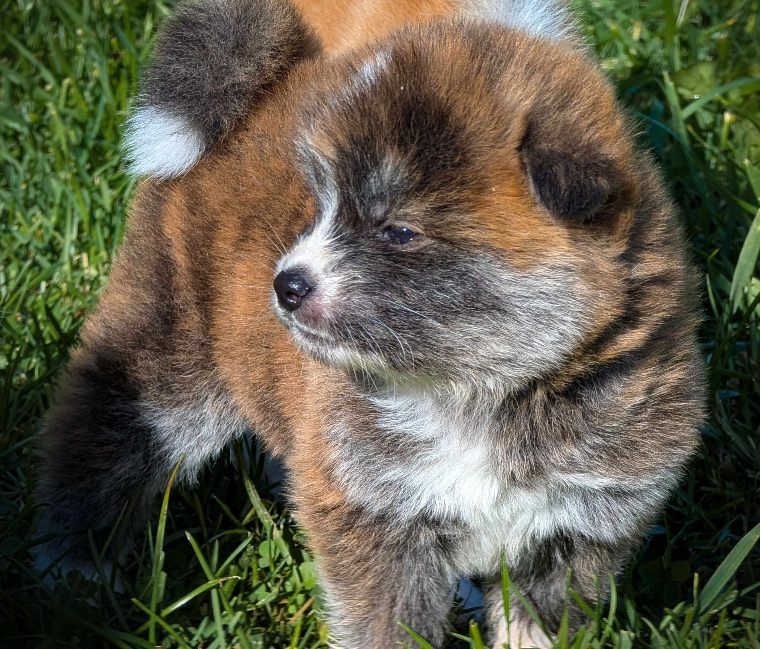 Photo de profil d'un chiot akita inu bringé roux de 4 semaines en extérieur