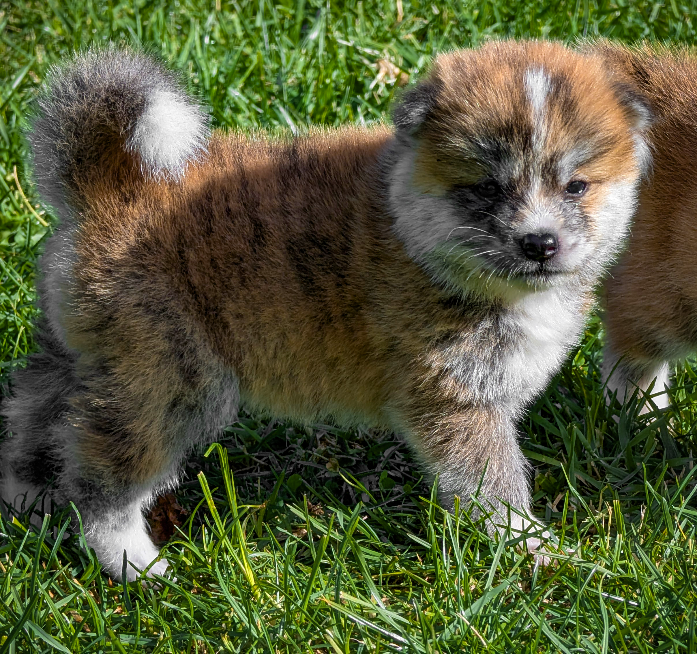 Chiot mâle akita inu bringé roux par shina et akaneiro go of kamino ken