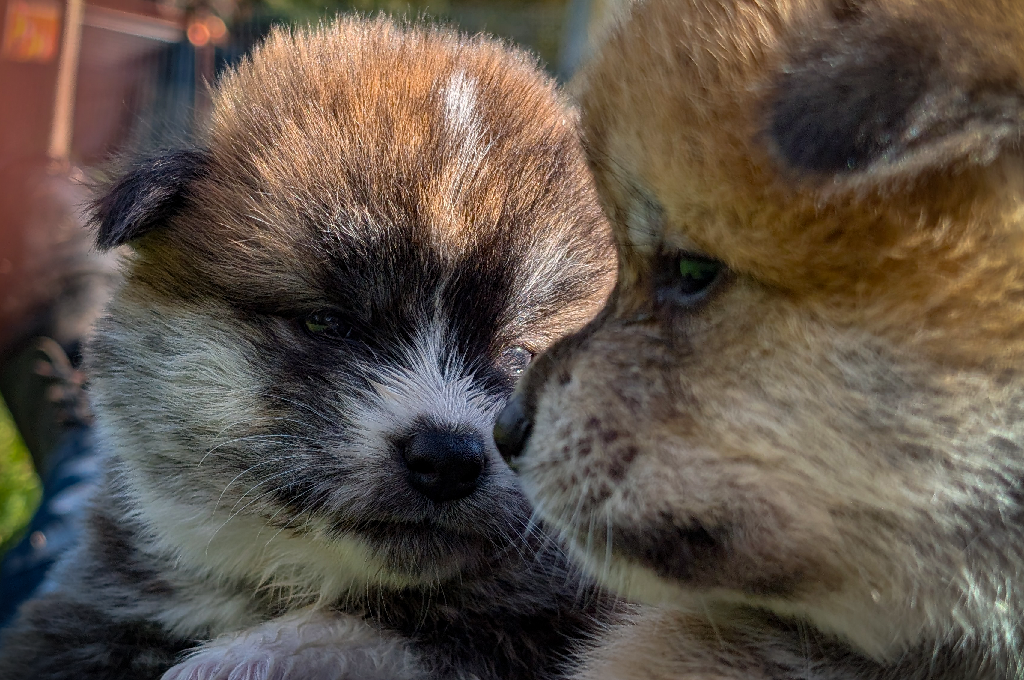 Un chiot akita inu roux raconte une histoire à sa soeur bringée
