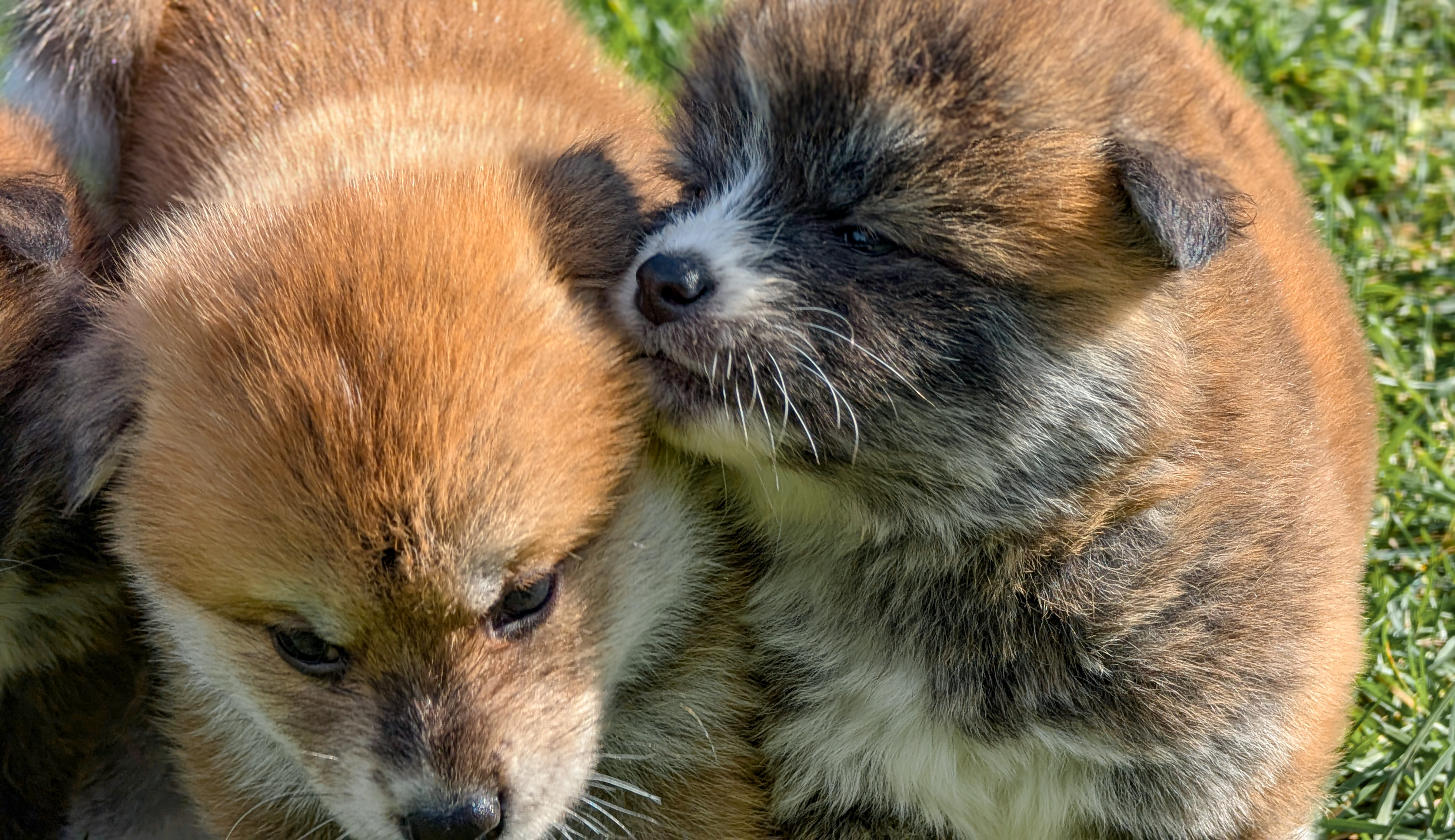 Chiot akita inu bringé qui mord l'oreille de son frère