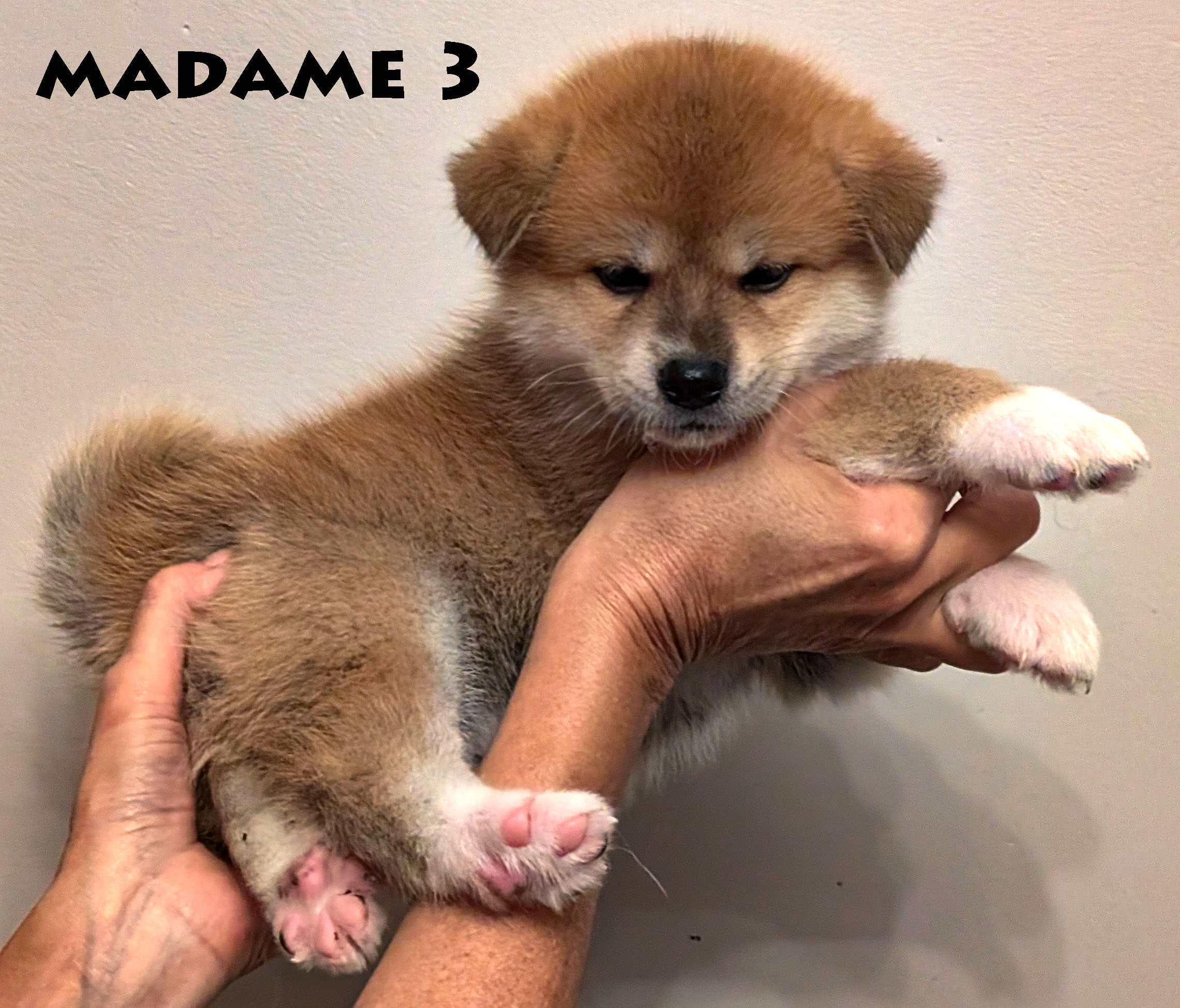 Chiot akita inu roux femelle de 6 semaines, photo individuelle sur fond gris prise à Akita Imperial en Charente Maritime