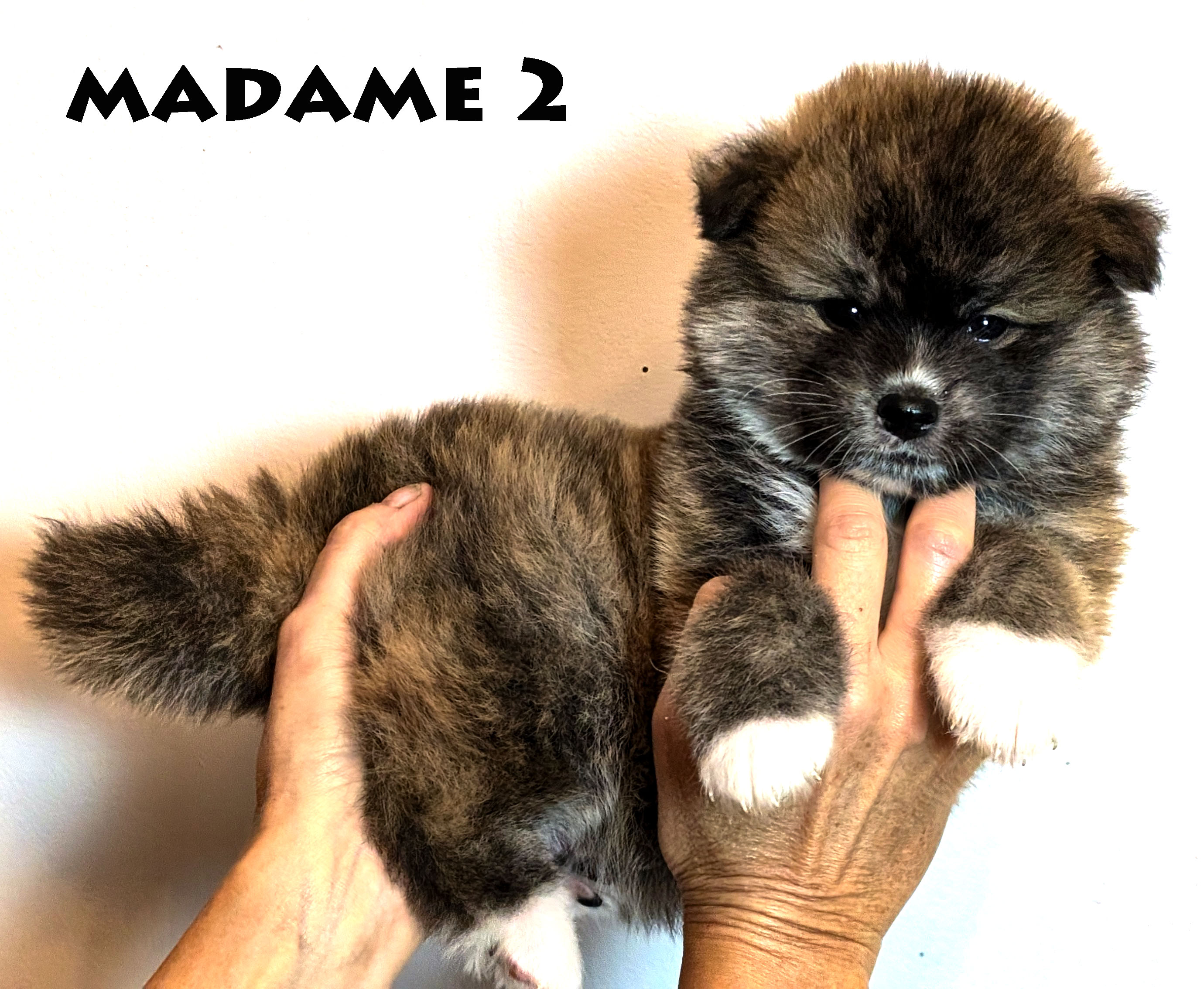 Chiot akita inu brongé roux femelle de 6 semaines, photo individuelle sur fond gris prise à Akita Imperial en Charente Maritime