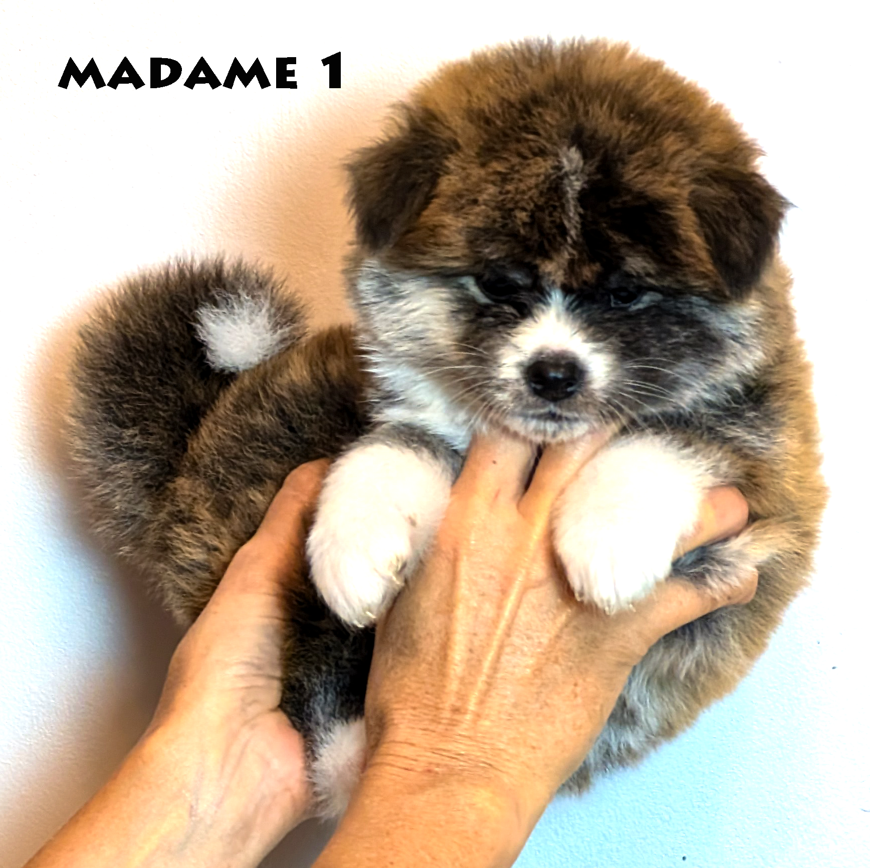 Chiot akita inu bringé roux femelle de 6 semaines. Photo individuelle sur fond gris