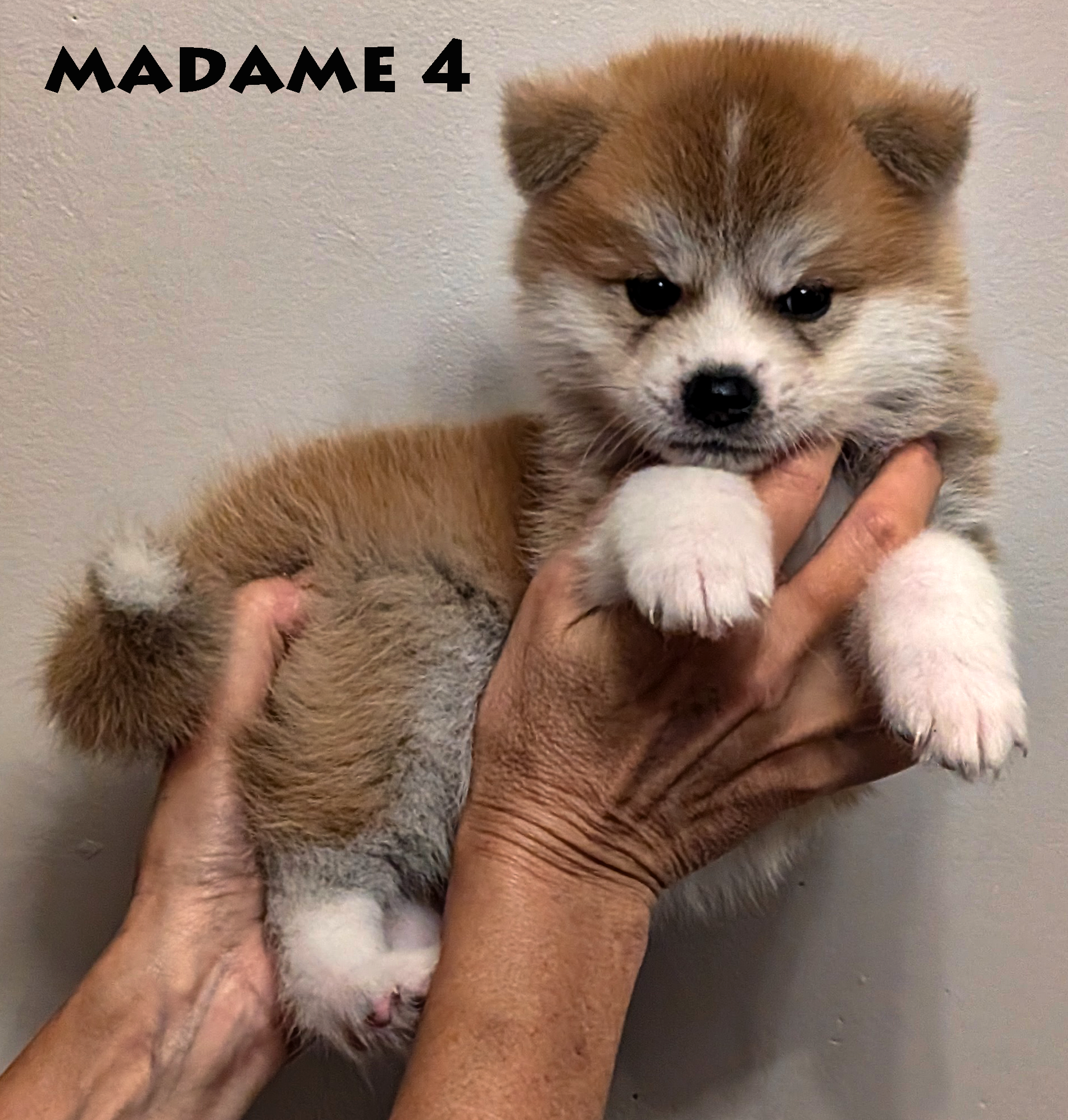 Chiot akita inu roux femelle de 6 semaines, photo individuelle sur fond gris prise à Akita Imperial en Charente Maritime