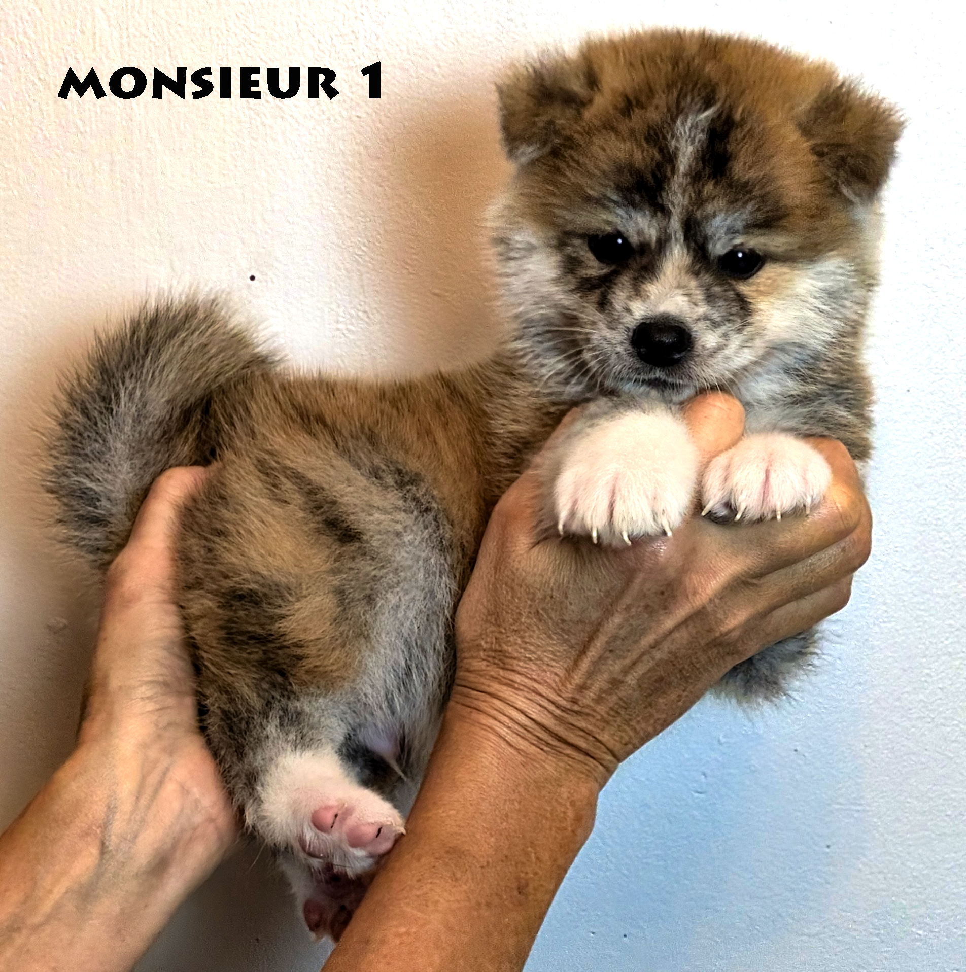 Chiot akita unu roux mâle de 6 semaines, photo individuelle sur fond gris prise à Akita Imperial en Charente Maritime