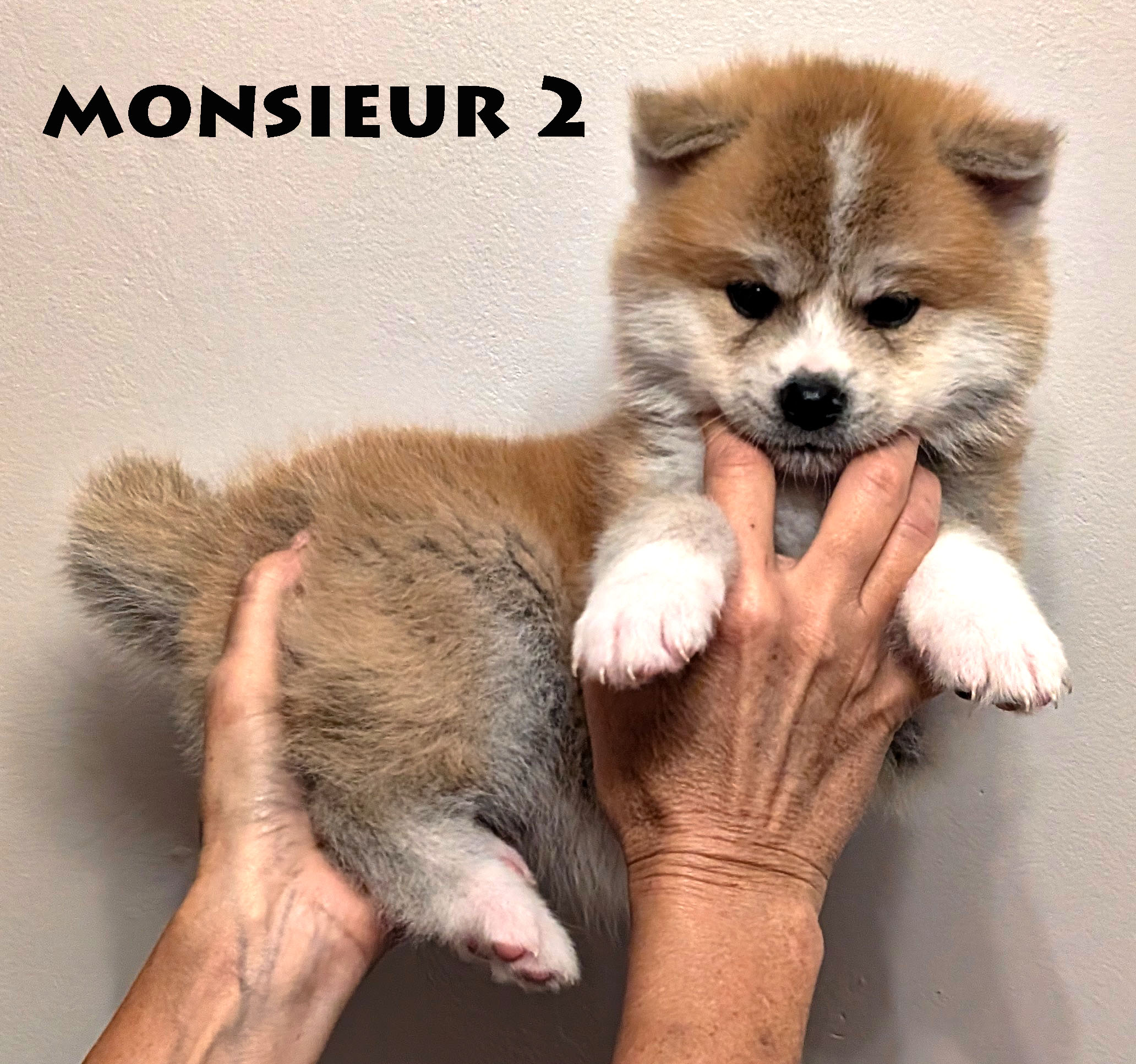Chiot akita Inu roux Mâle de 6 semaines, photo individuelle sur fond gris prise à Akita Imperial en Charente Maritime