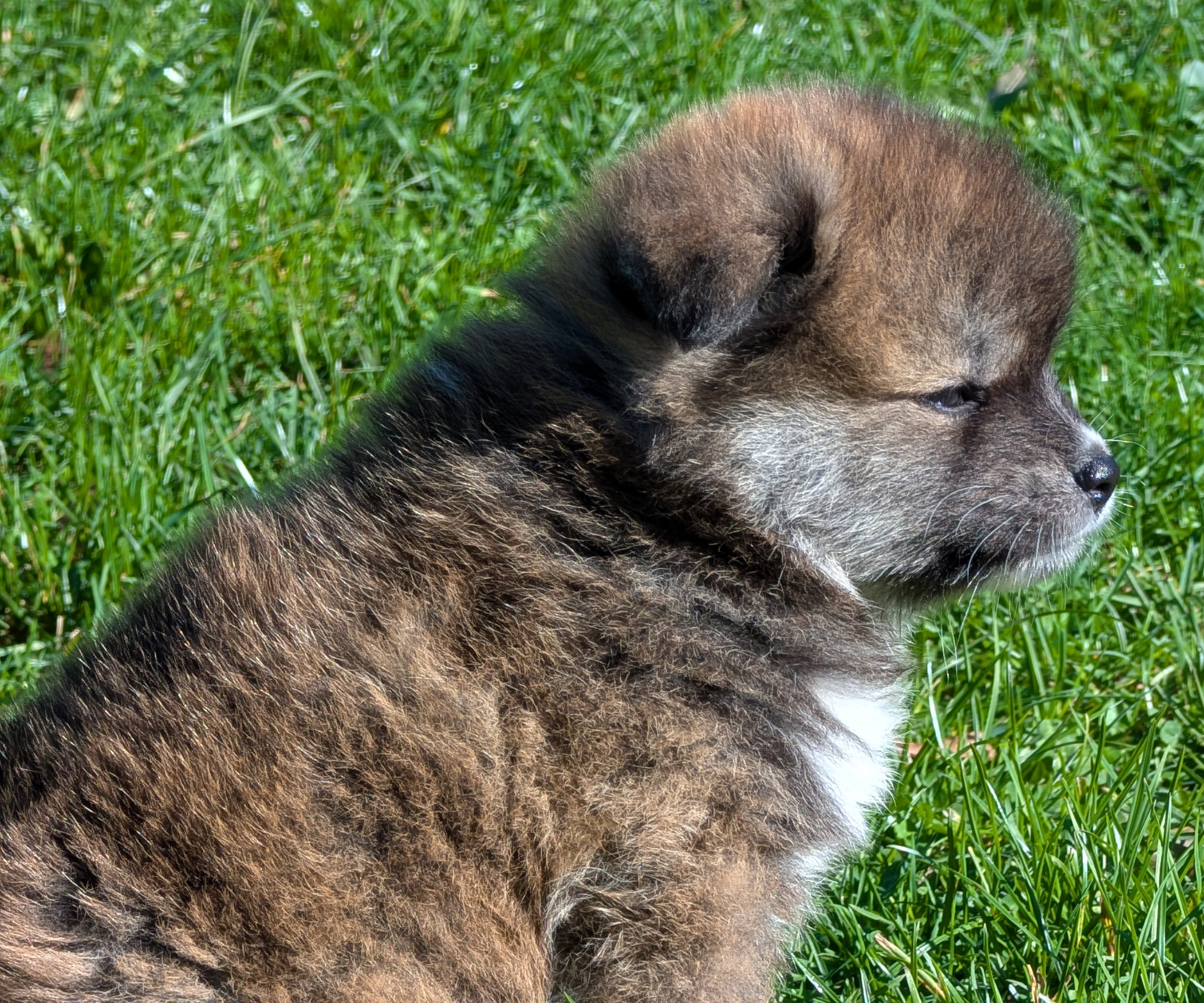 Femelle akita inu bringée de 7 semaines - akita imperial