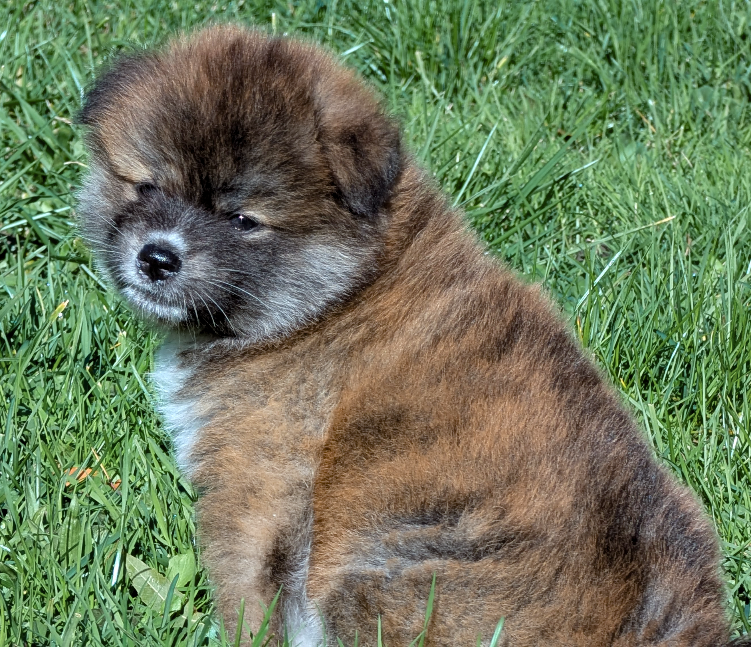 Chiot akita inu femelle bringé-roux de 7 semaines, akita imperial