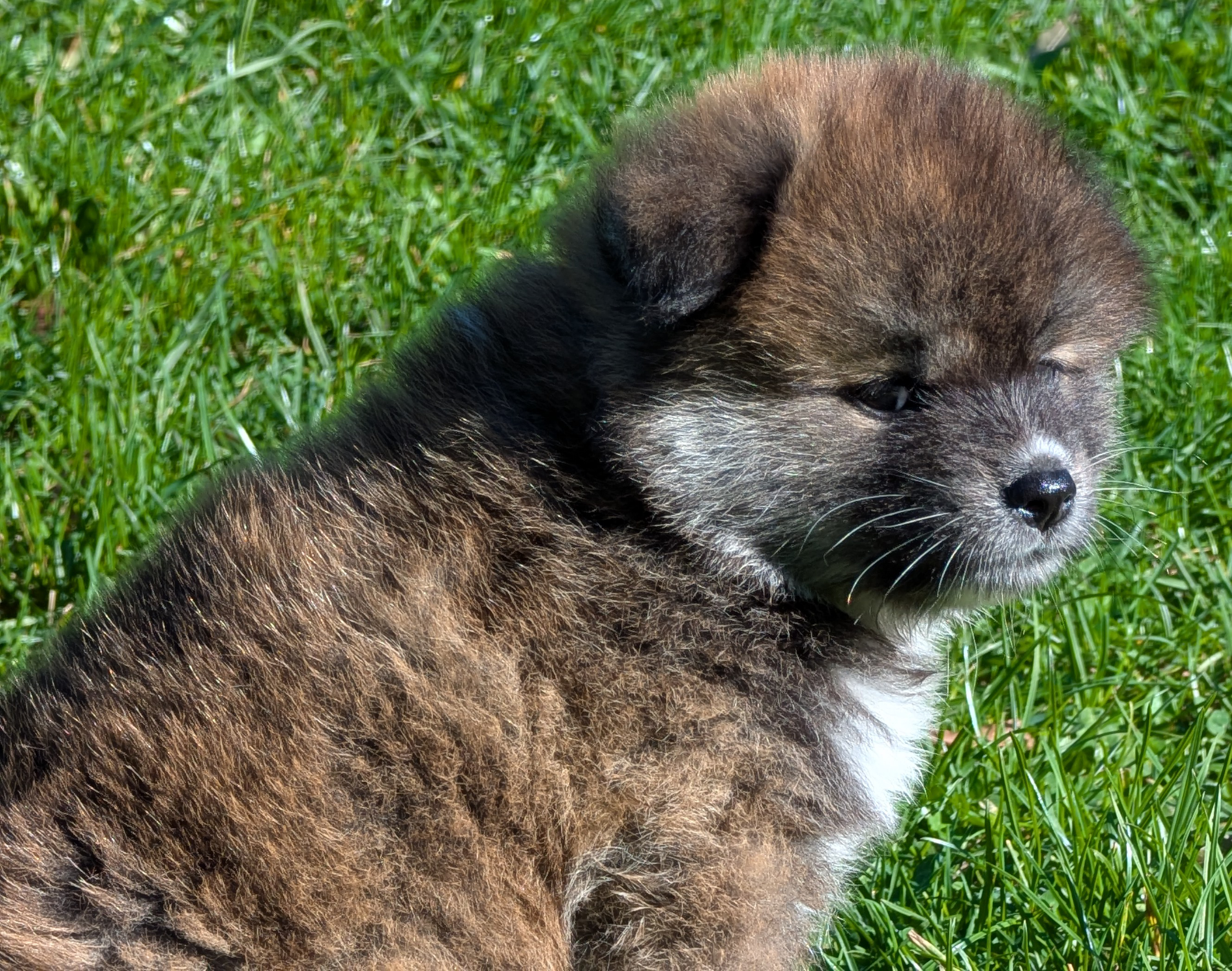 Femelle akita inu bringé roux de 7 semaines, akita imperial