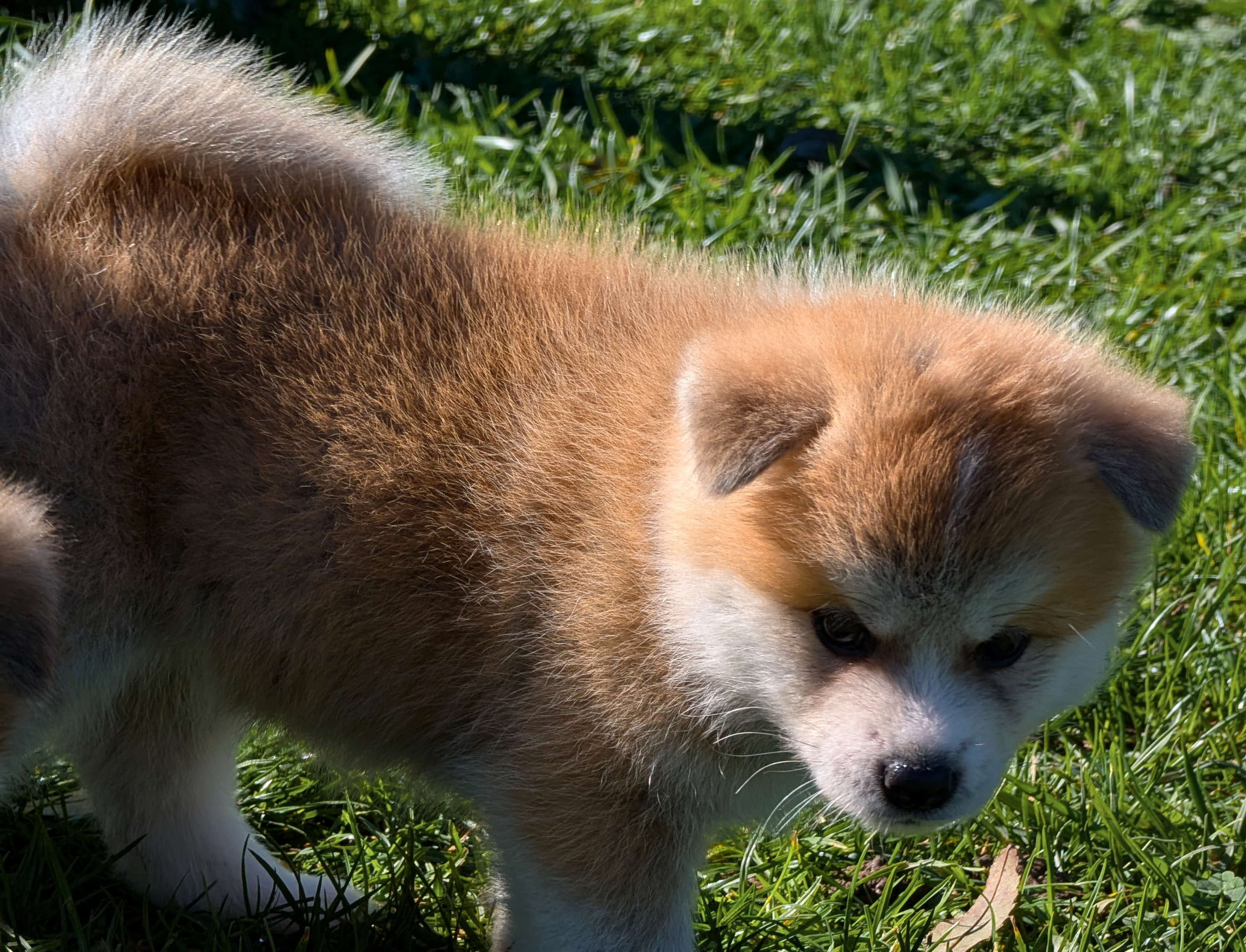 Chiot akita inu roux de 7 semaines, akita imperial