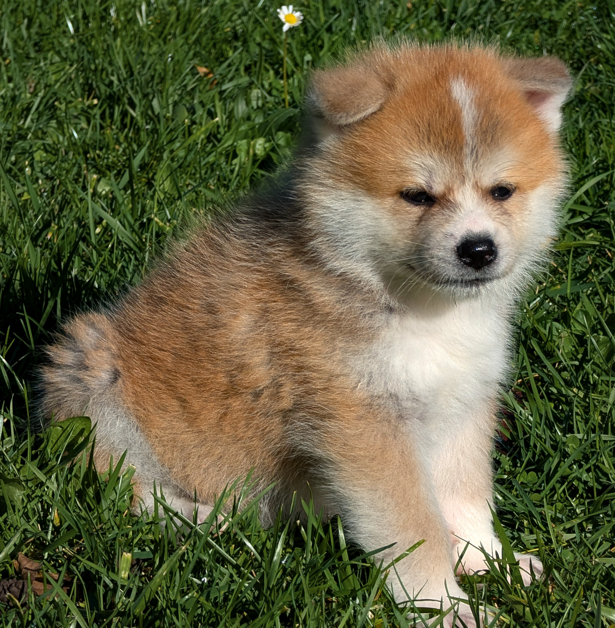 Chiot akita inu roux de 7 semaines, akita imperial
