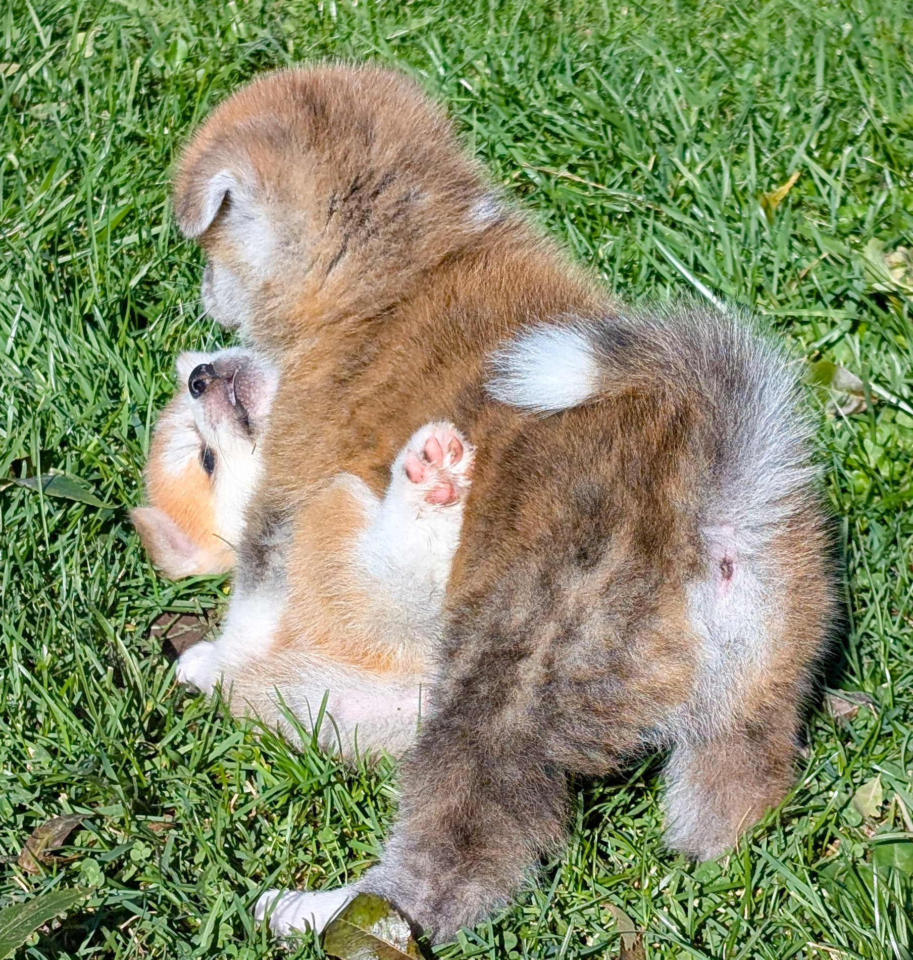 Altercation entre deux chiots akita inu de 7 semaines, akita imperial