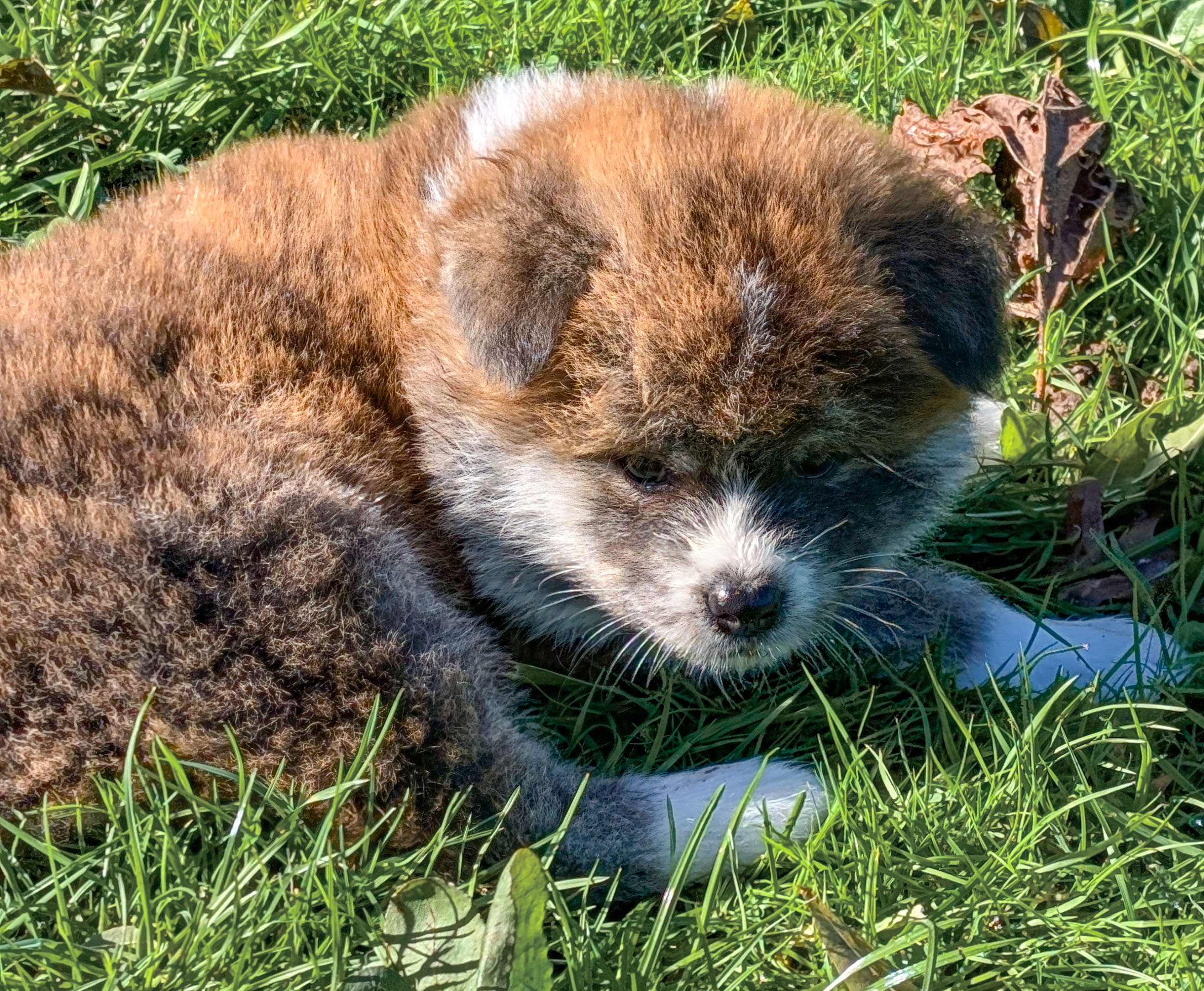 Chiot akita inu de 7 semaines, akita imperial.