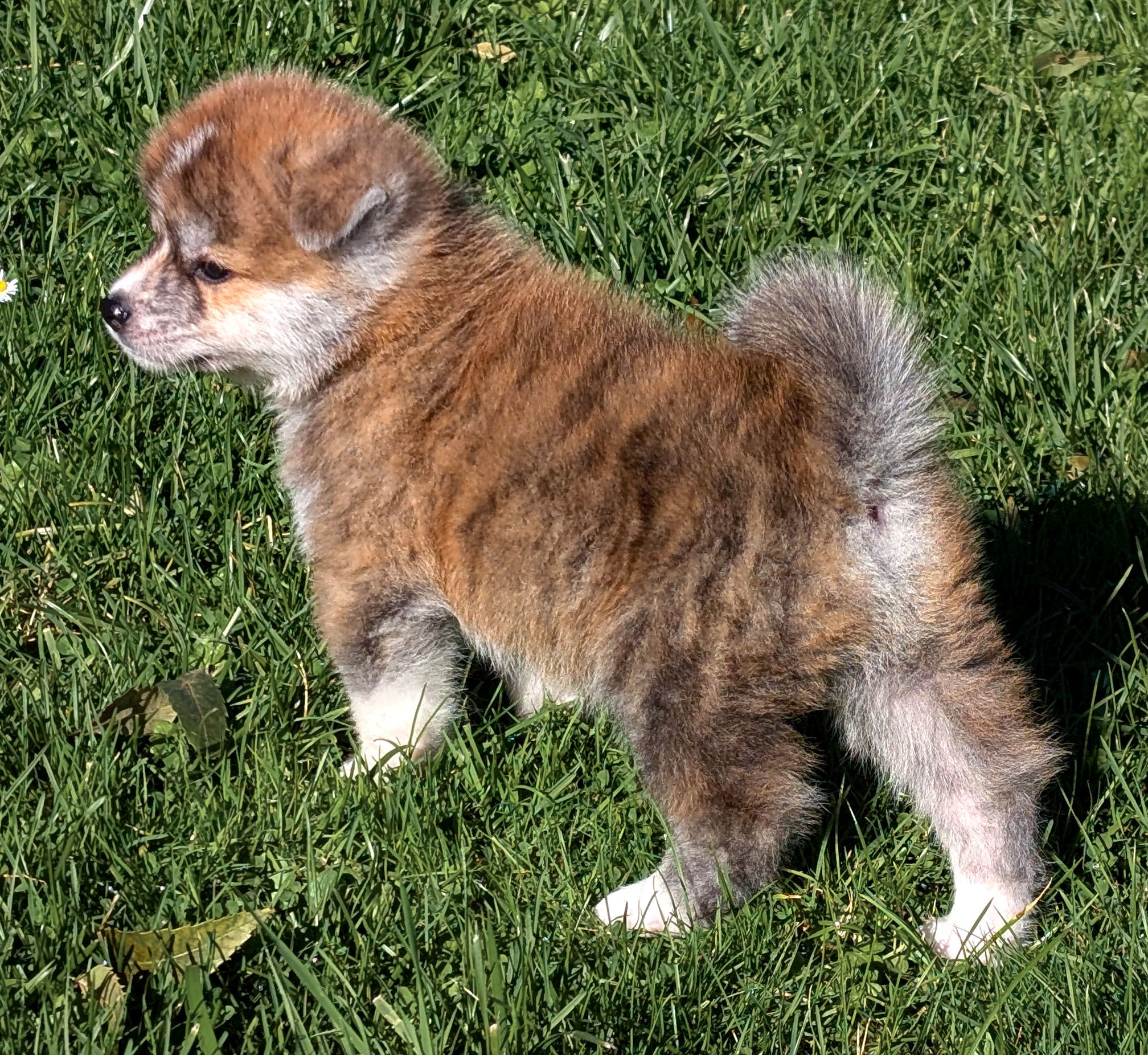 Chiot akita inu bringé roux de 7 semaines en extension, akita imperial