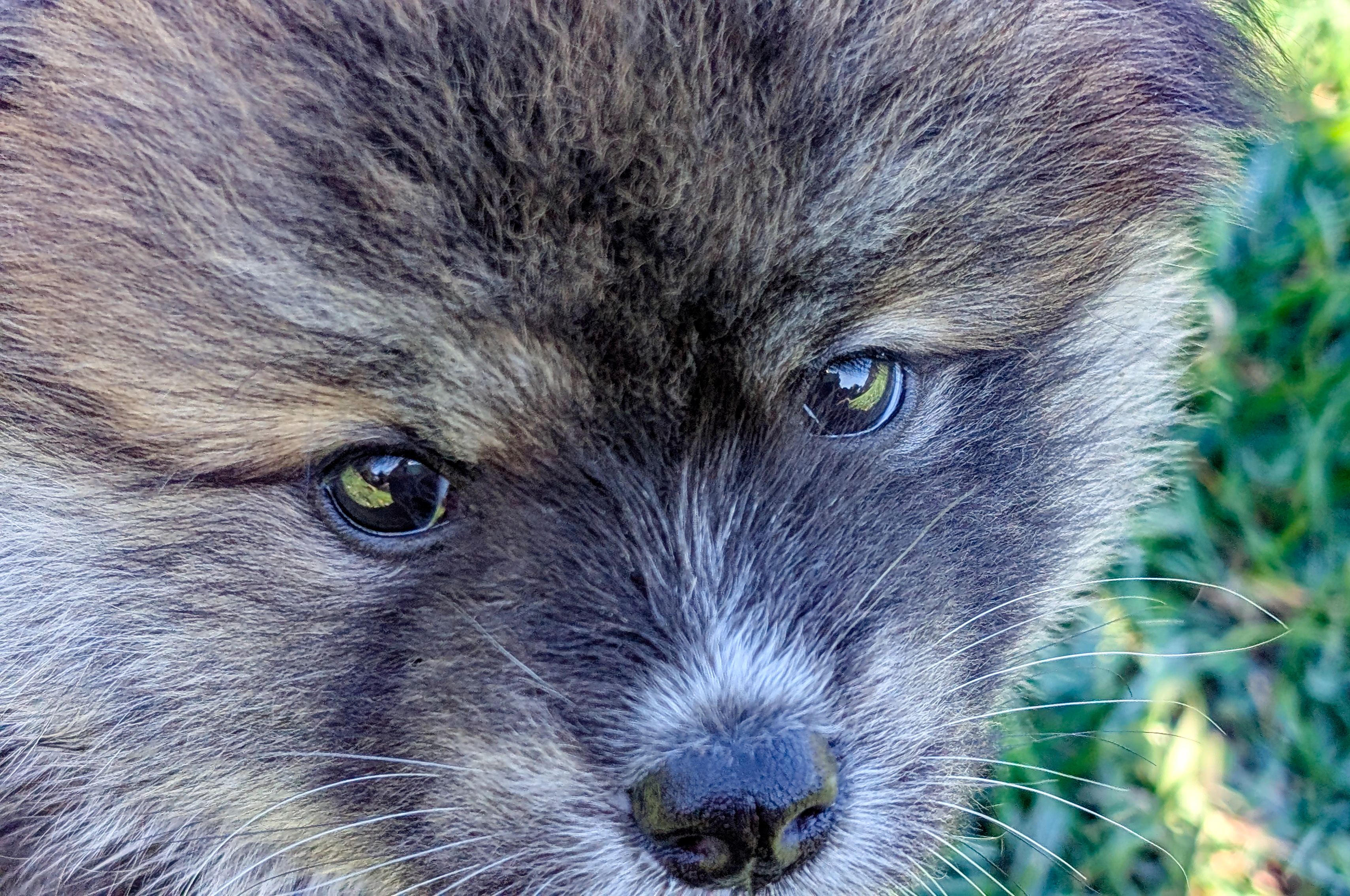 Regard d'un chiot akita inu bringé en gros plan, akita imperial