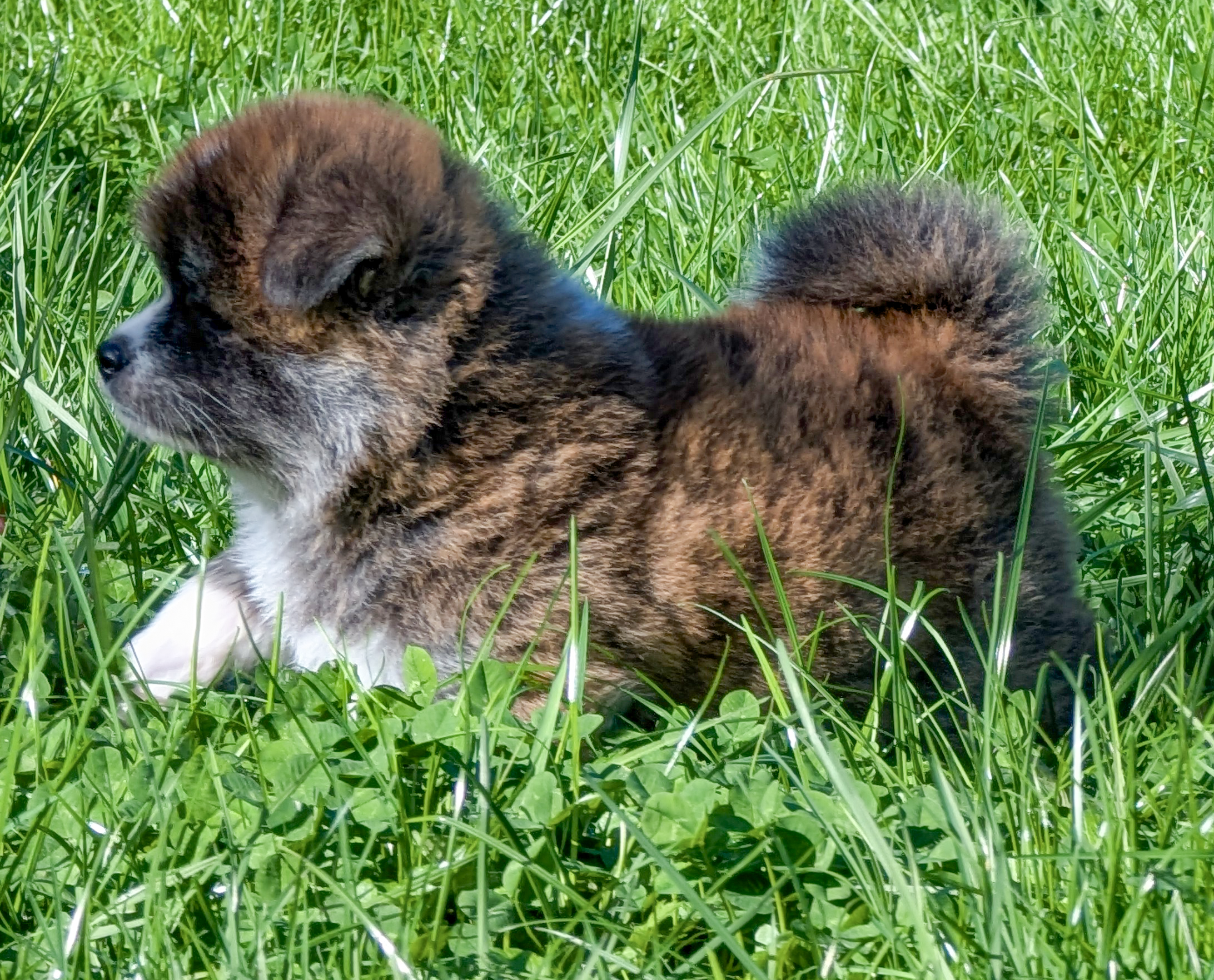 Port de tête altier pour un chiot akita inu bringé roux de 7 semaines, akita imperial