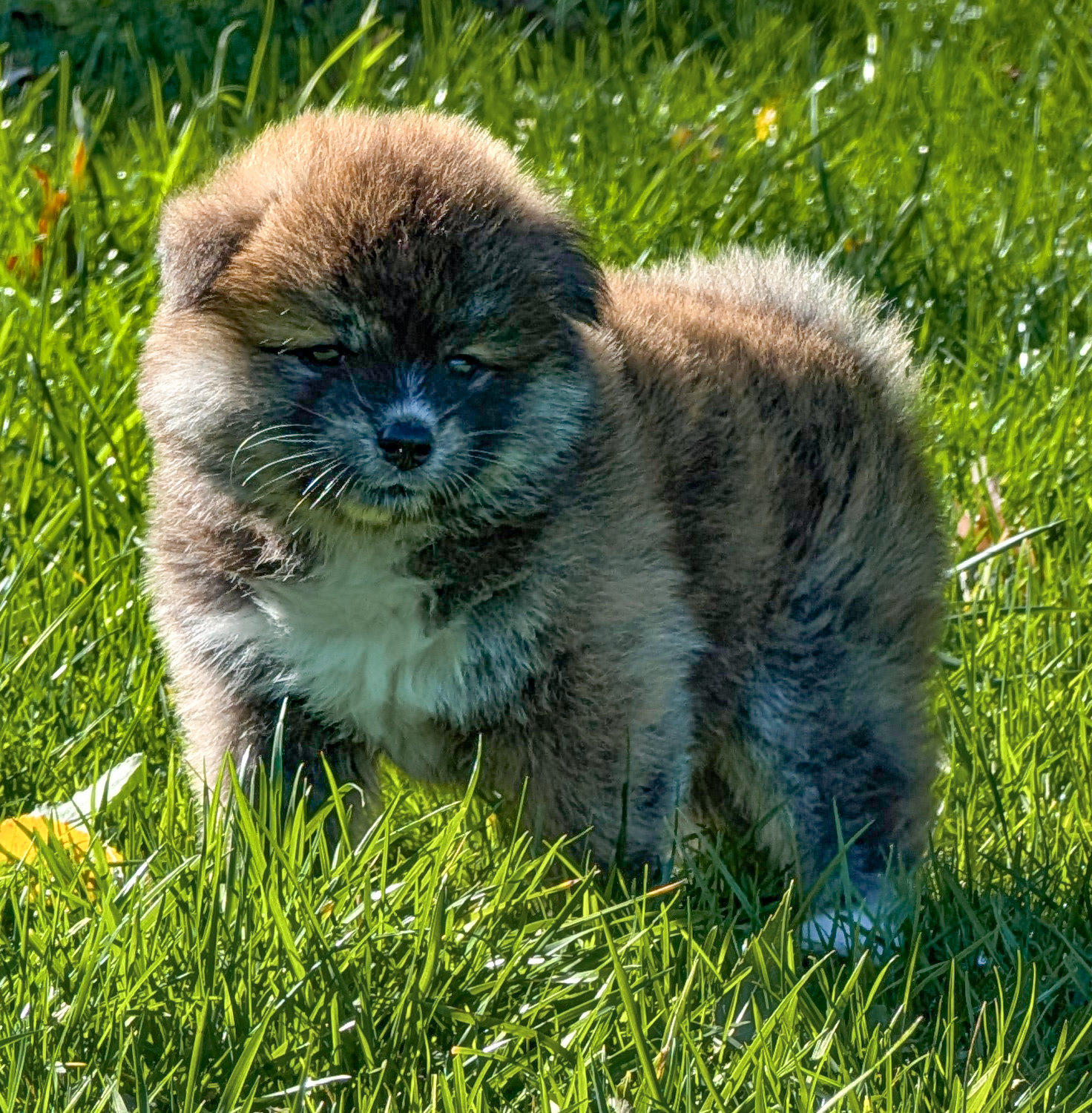 Chiot akita imperial bringé roux de 7 semaines