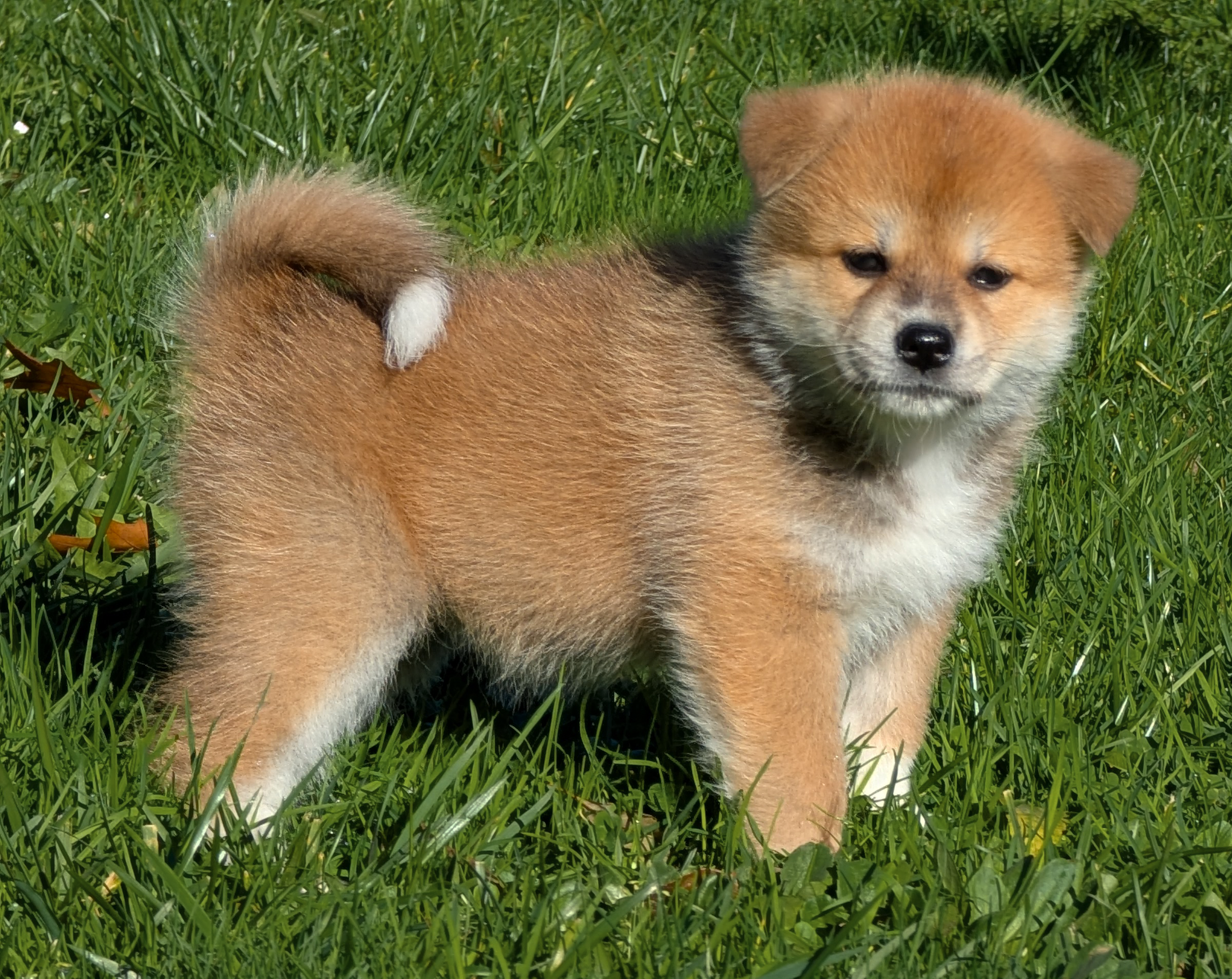 Chiot akita imperial roux de 7 semaines