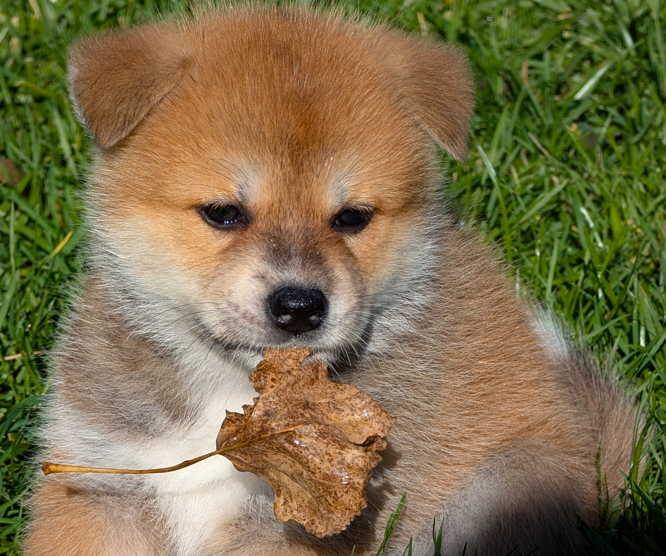 Chiot akita imperial roux de 7 semaines