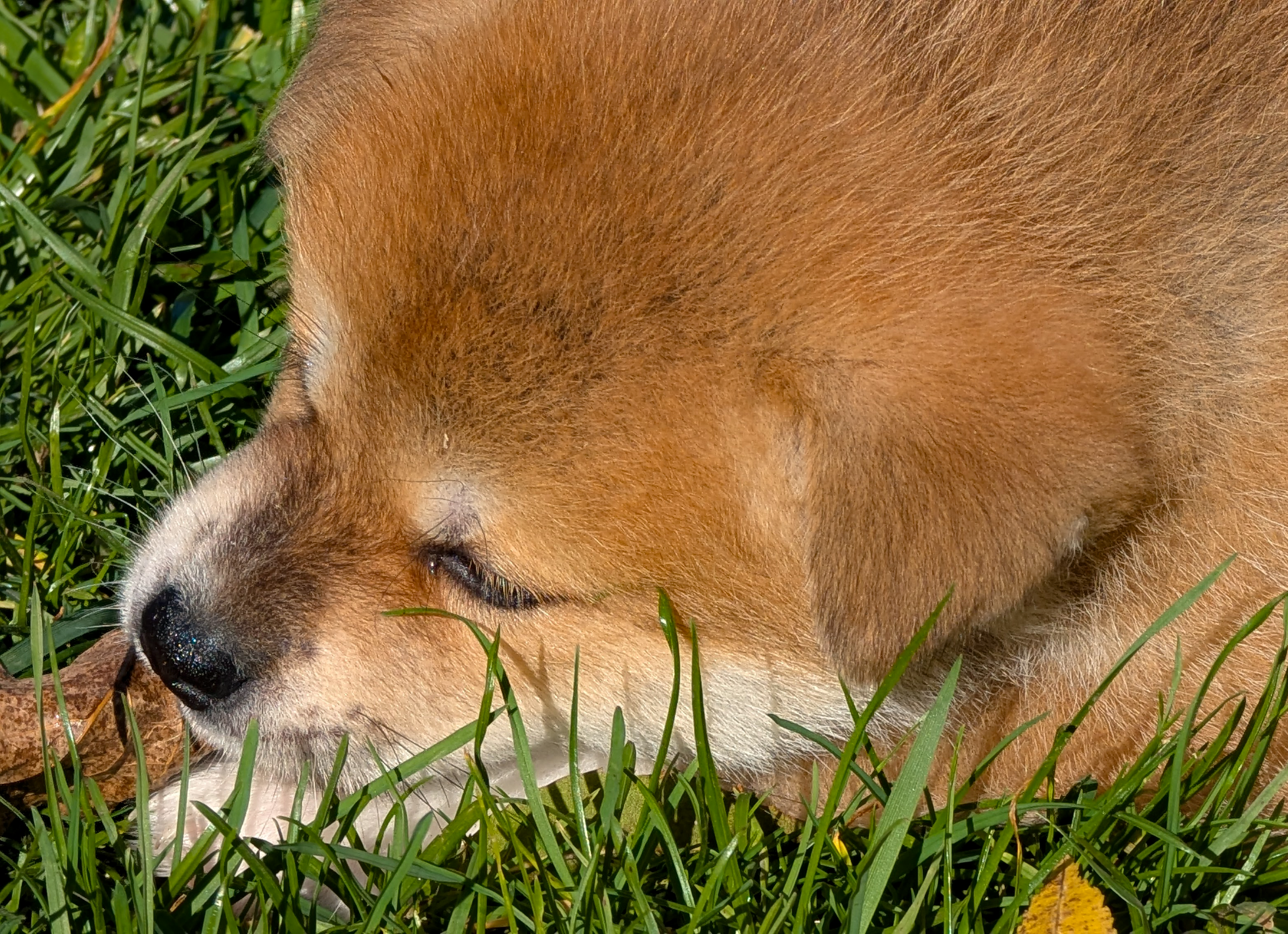 Chiot akita imperial qui grignote une feuille