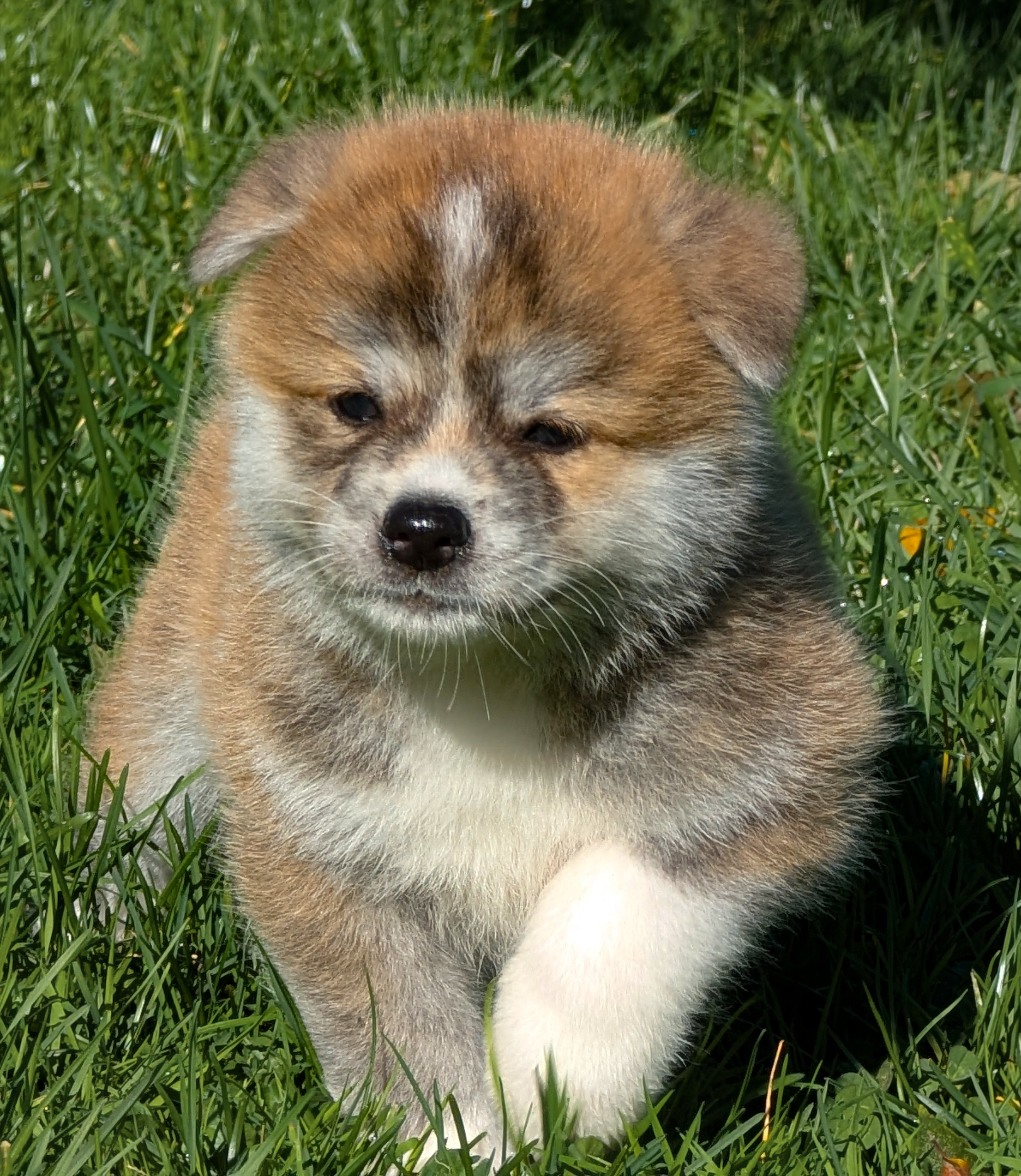 Chiot akita imperial, roux, agé de 7 semaines