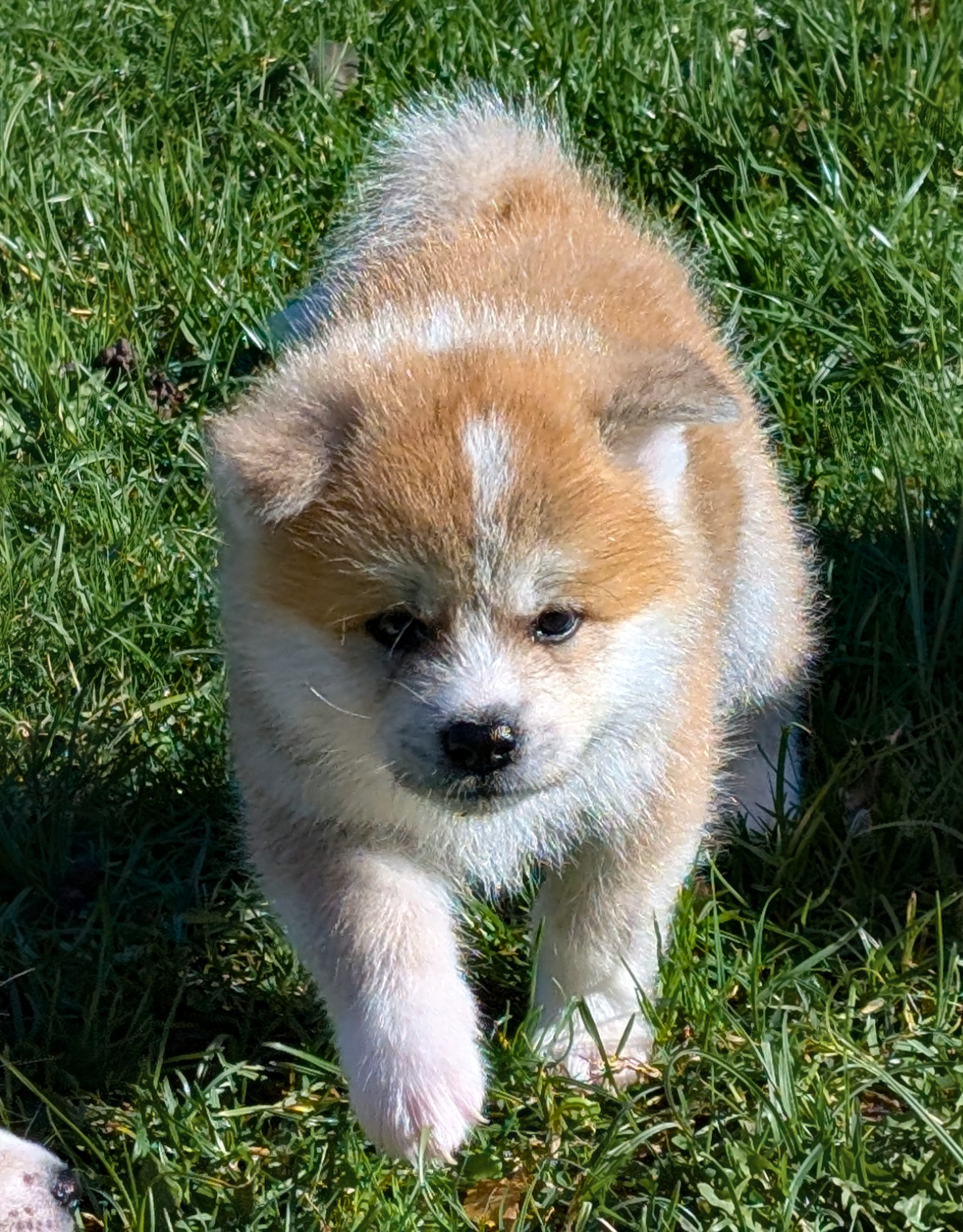 Chiot akita inu mâle, roux, akita imperial