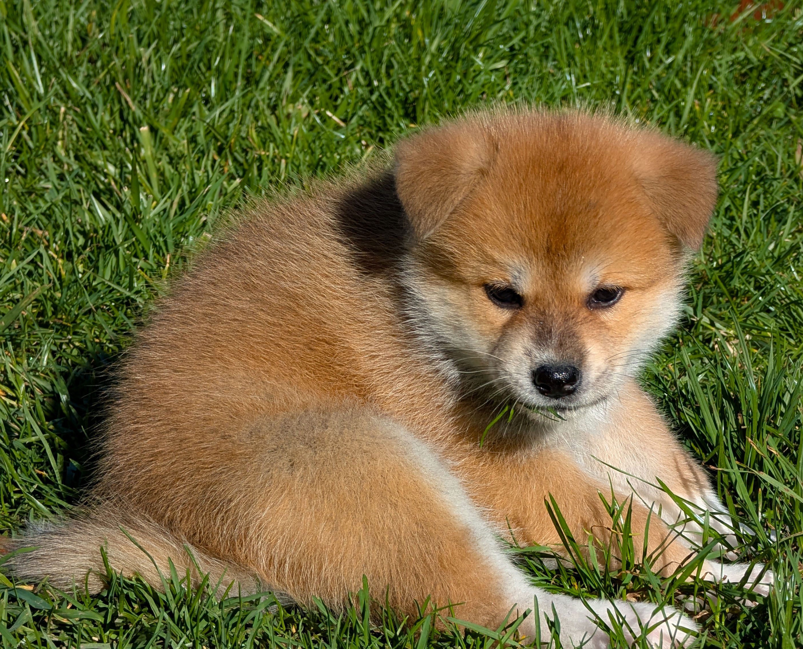 Chiot akita imperial roux, agé de 7 semaines, de profil en extérieur
