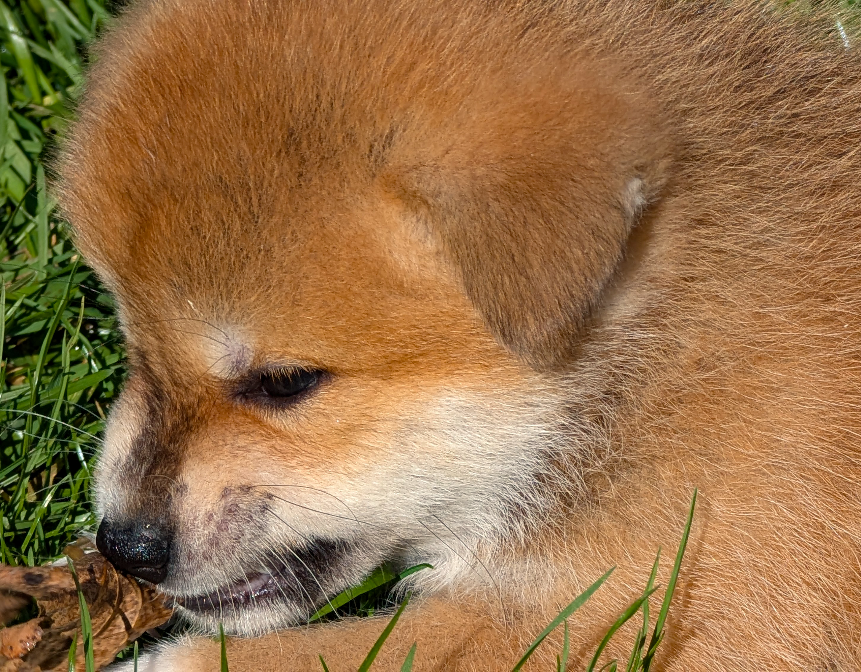 Chiot akita imperial roux agé de 7 semaines 