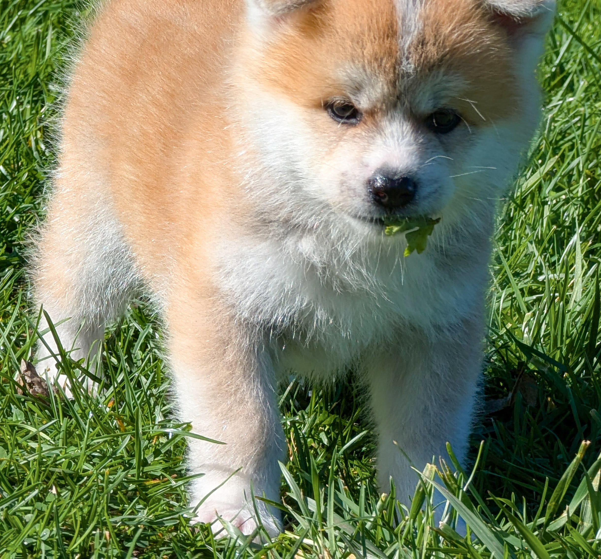 Chiot akita imperial roux avec une feuille dans la gueule