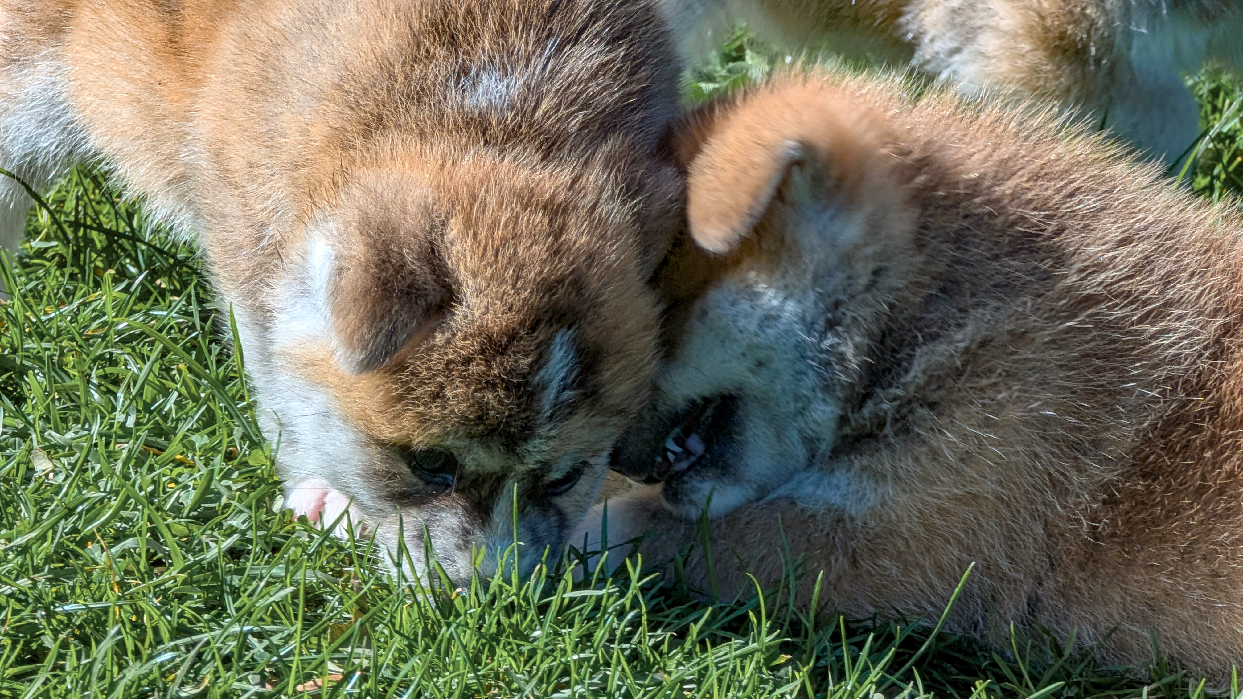 2 chiots akita imperial en extérieur partagent la même feuille