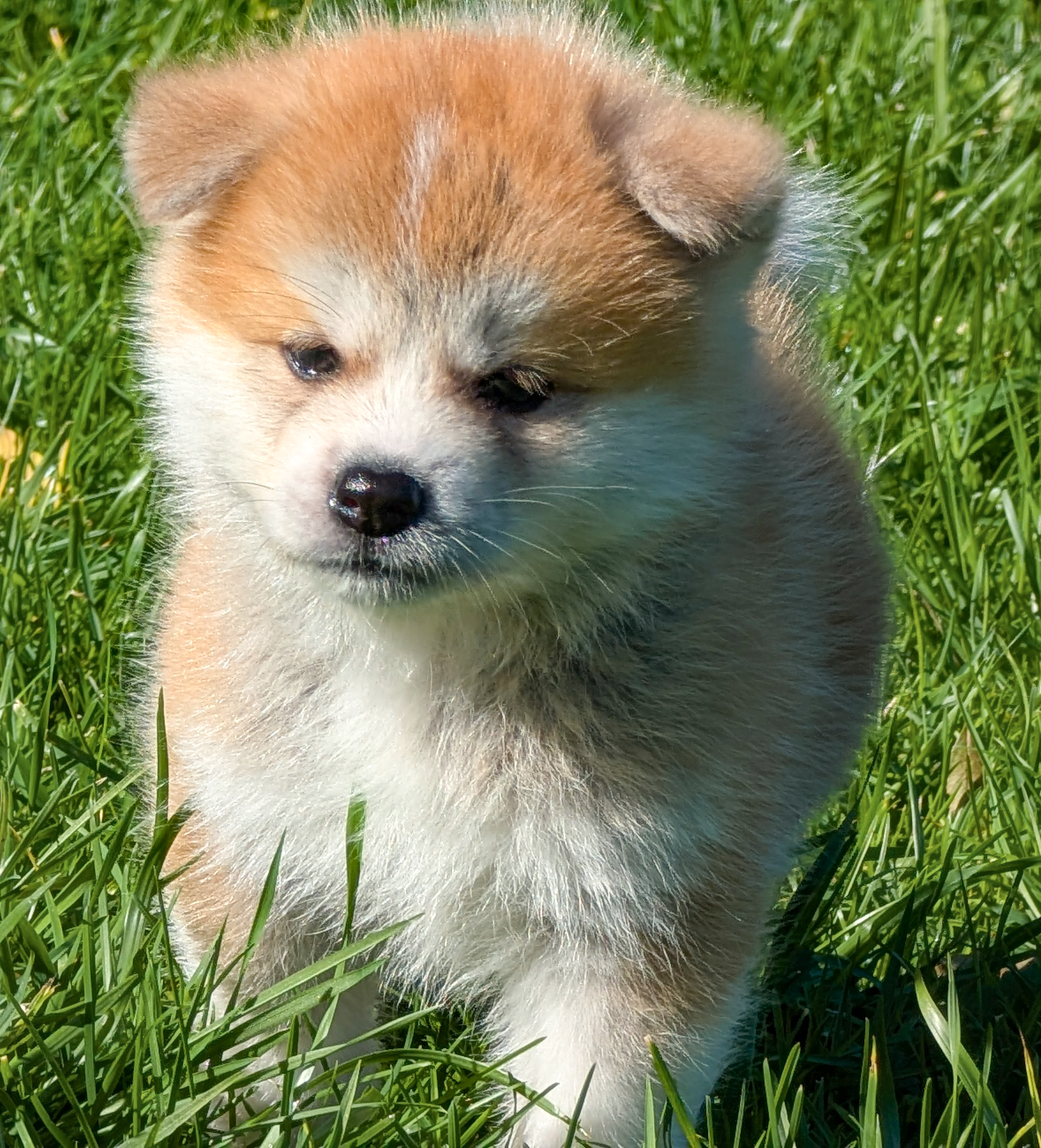 Chiot akita imperial roux