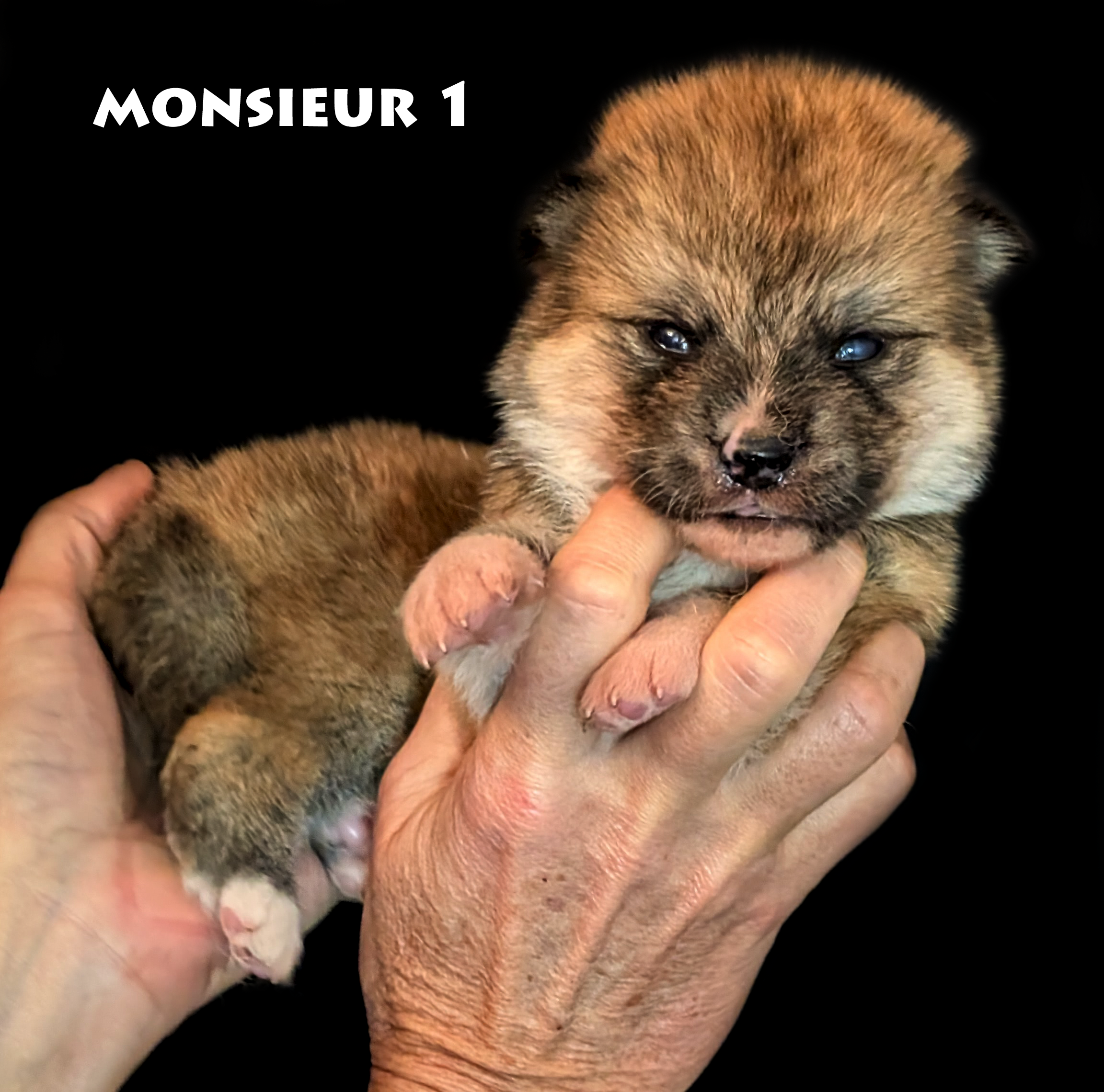 Chiot akita inu roux de 2 semaines, corps de profil, tête de face, par www.akita-imperial.com