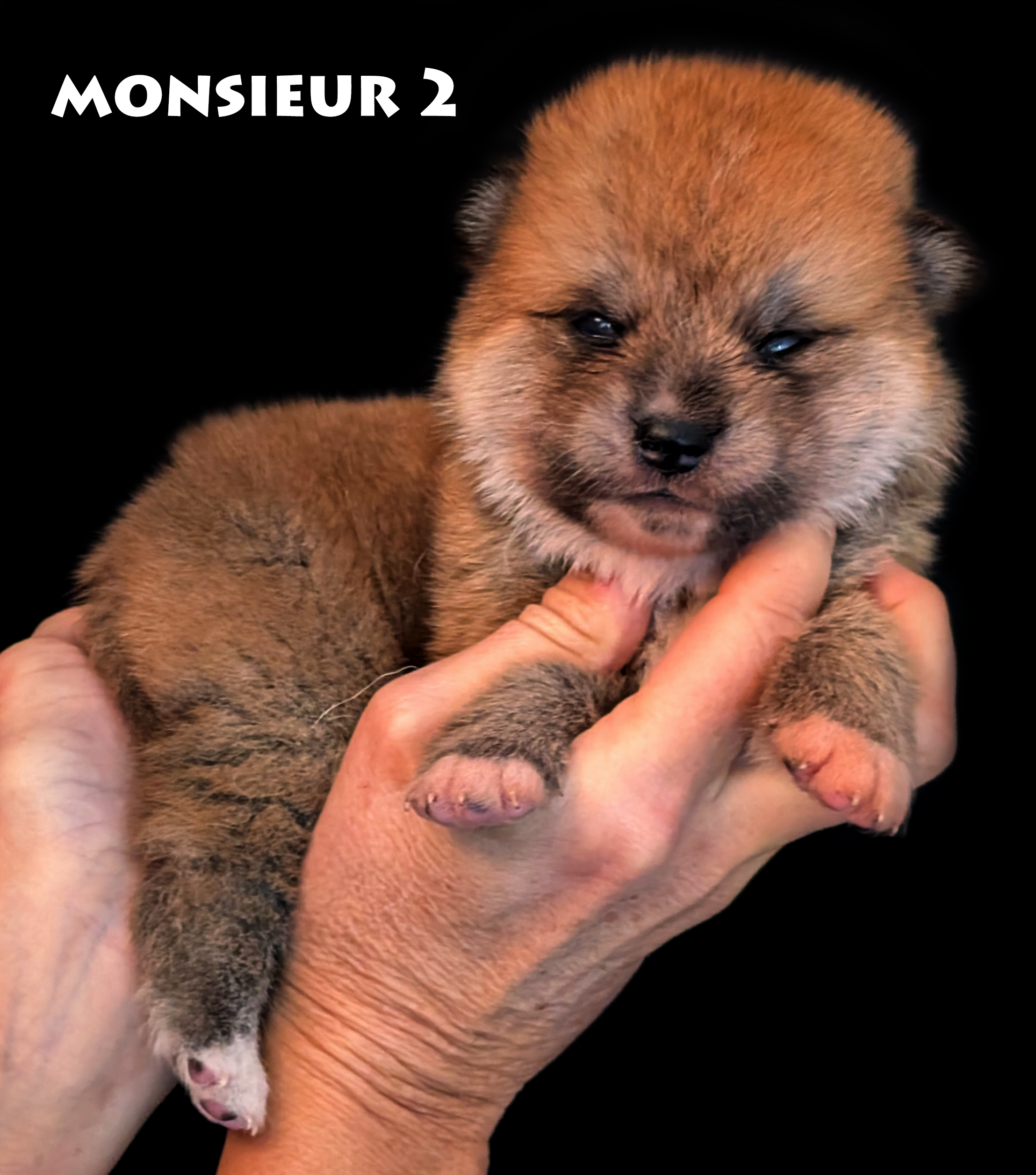 Chiot akita inu roux de 2 semaines, mâle, corps de profil, tête de face, par www.akita-imperial.com