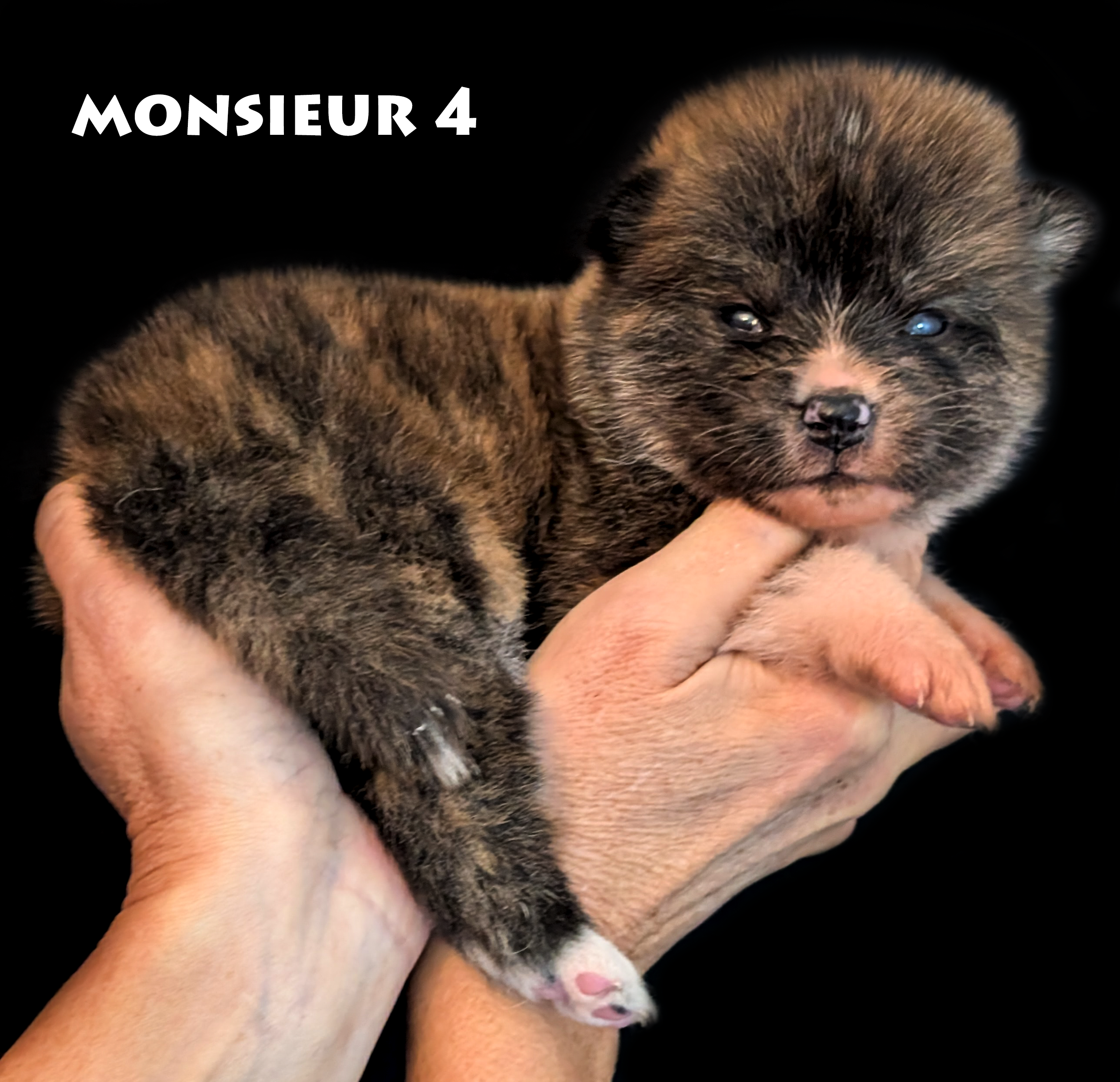 Chiot akita inu mâle bri,gé roux de deux semaines par www.akita-imperial.com